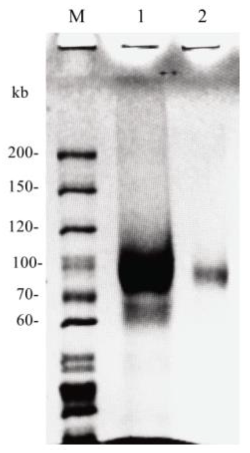 Molecules 25 00952 g003