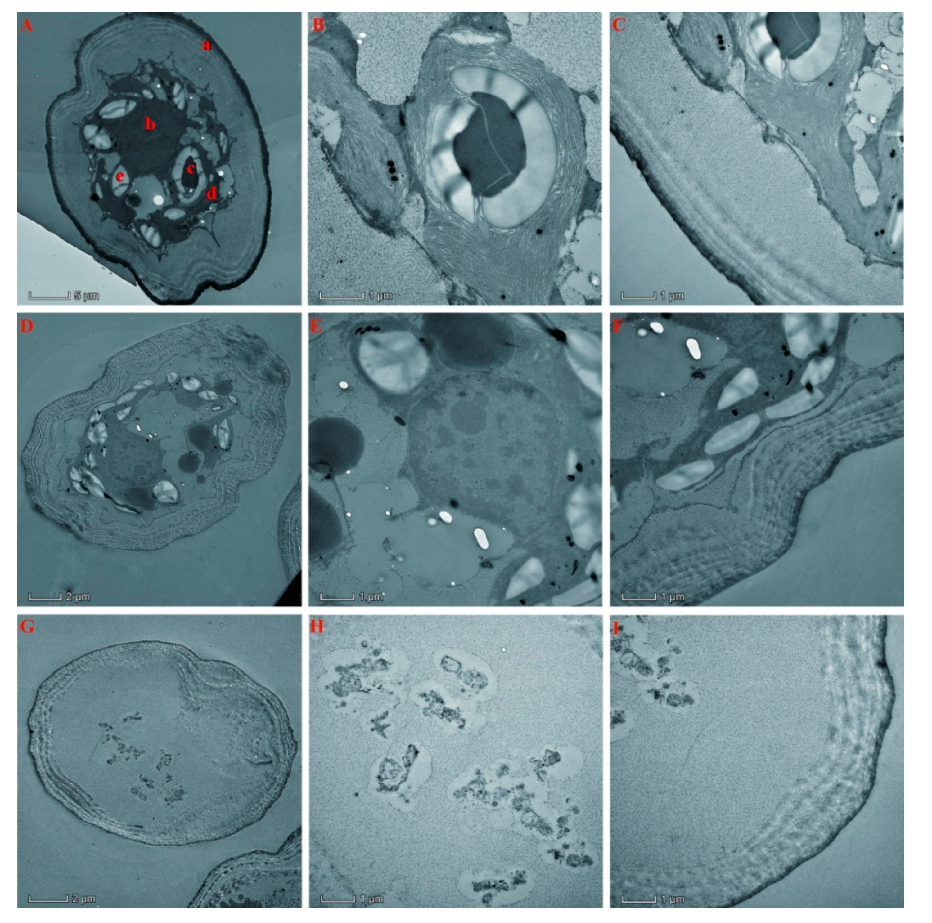 Molecules 25 00967 g004