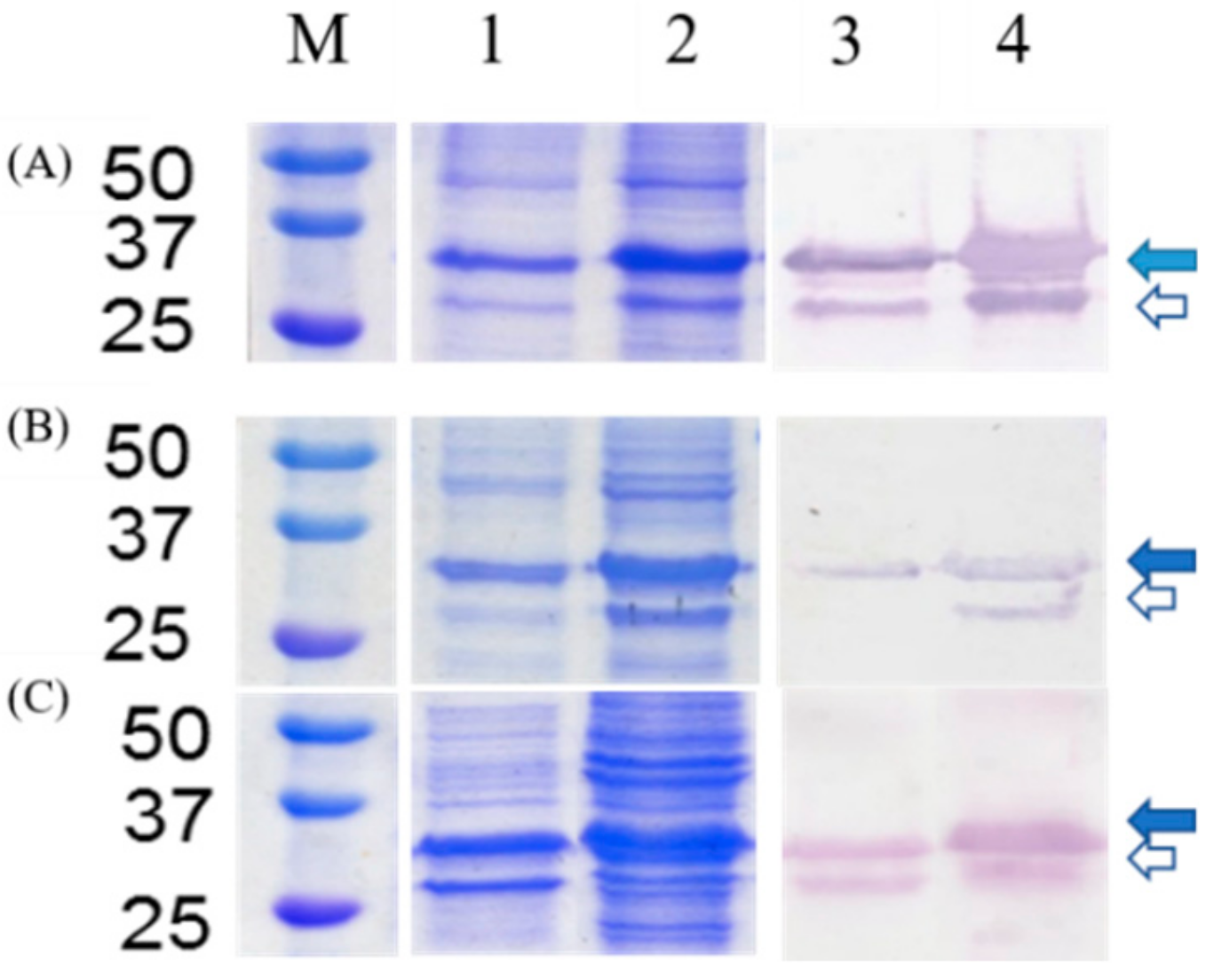 Molecules 25 01005 g001