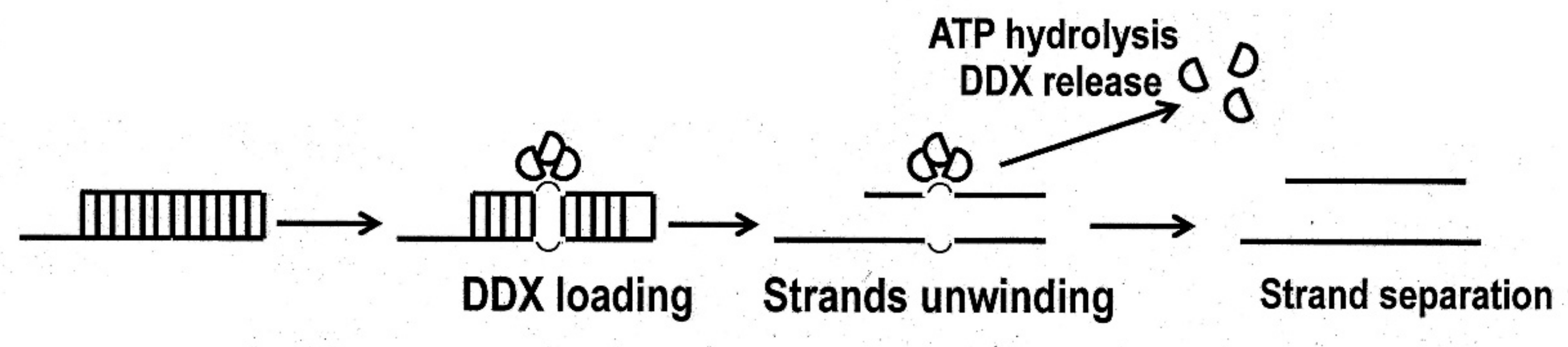 Molecules 25 01015 g002 Molecules 25 01015 g002