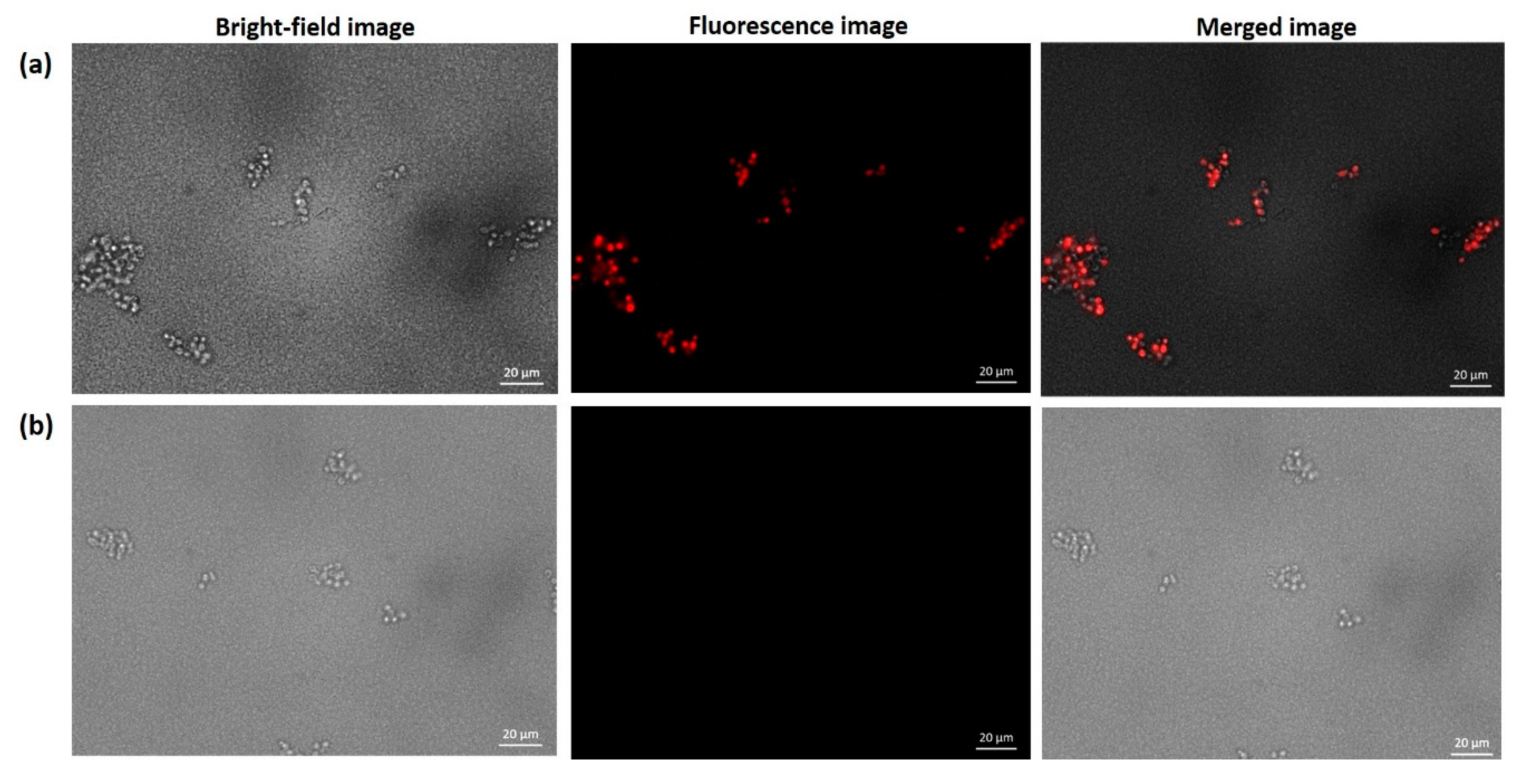 Molecules 25 01079 g002