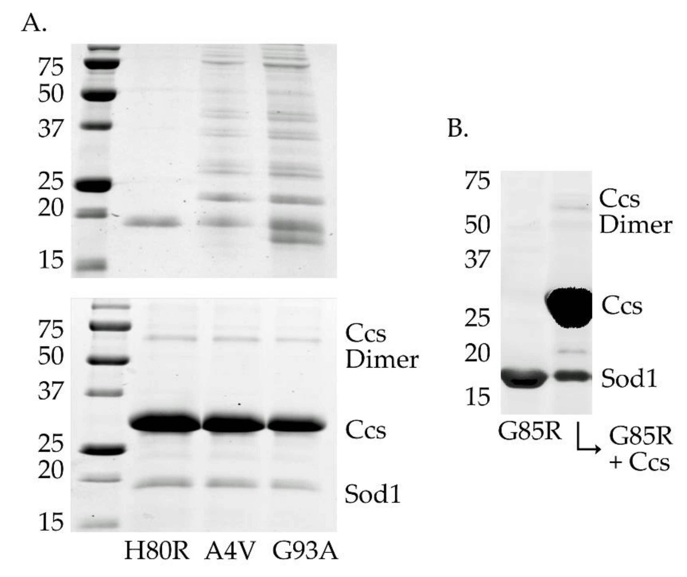Molecules 25 01086 g004 Molecules 25 01086 g004
