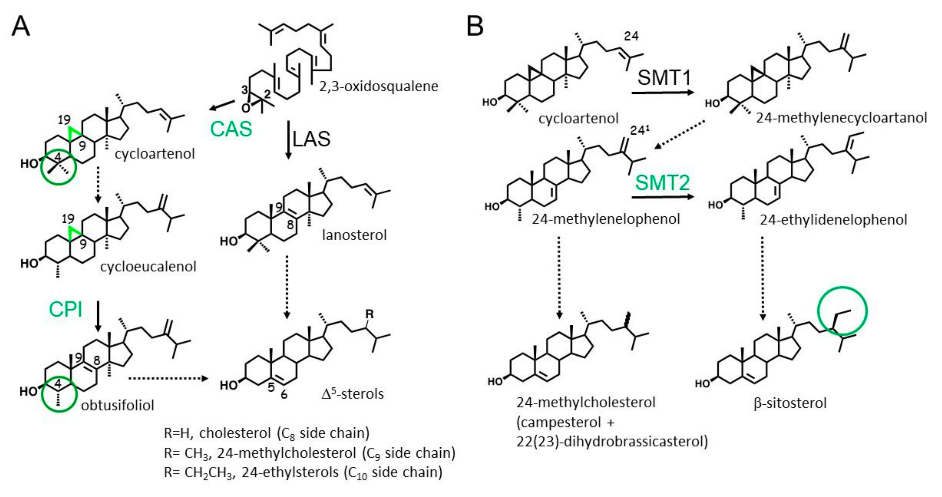 Molecules 25 01111 g001