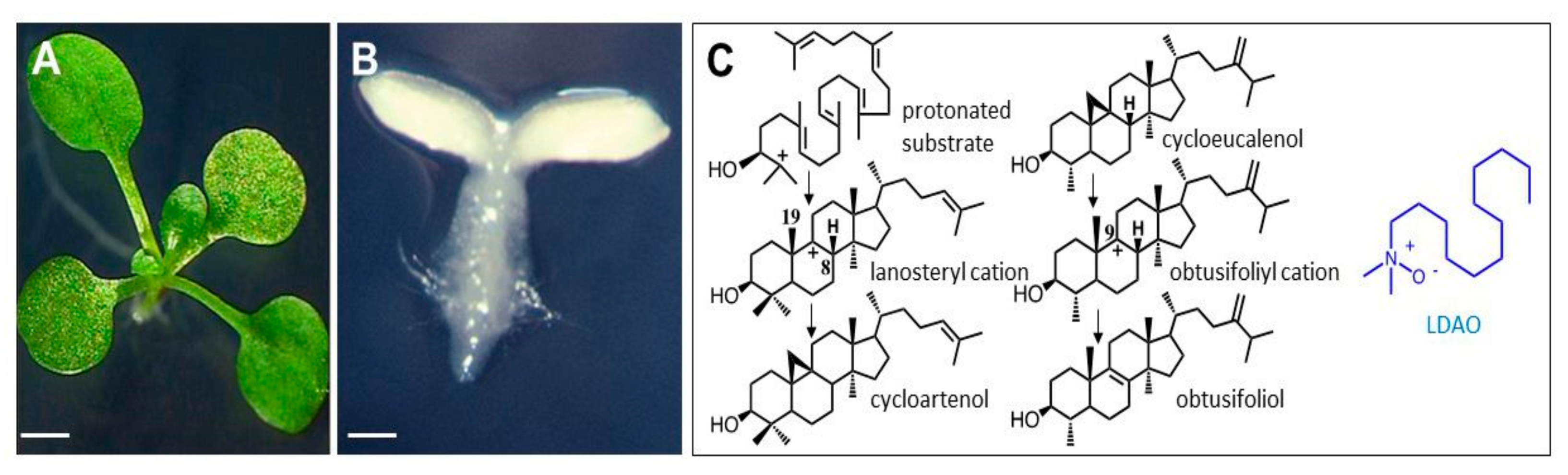 Molecules 25 01111 g002