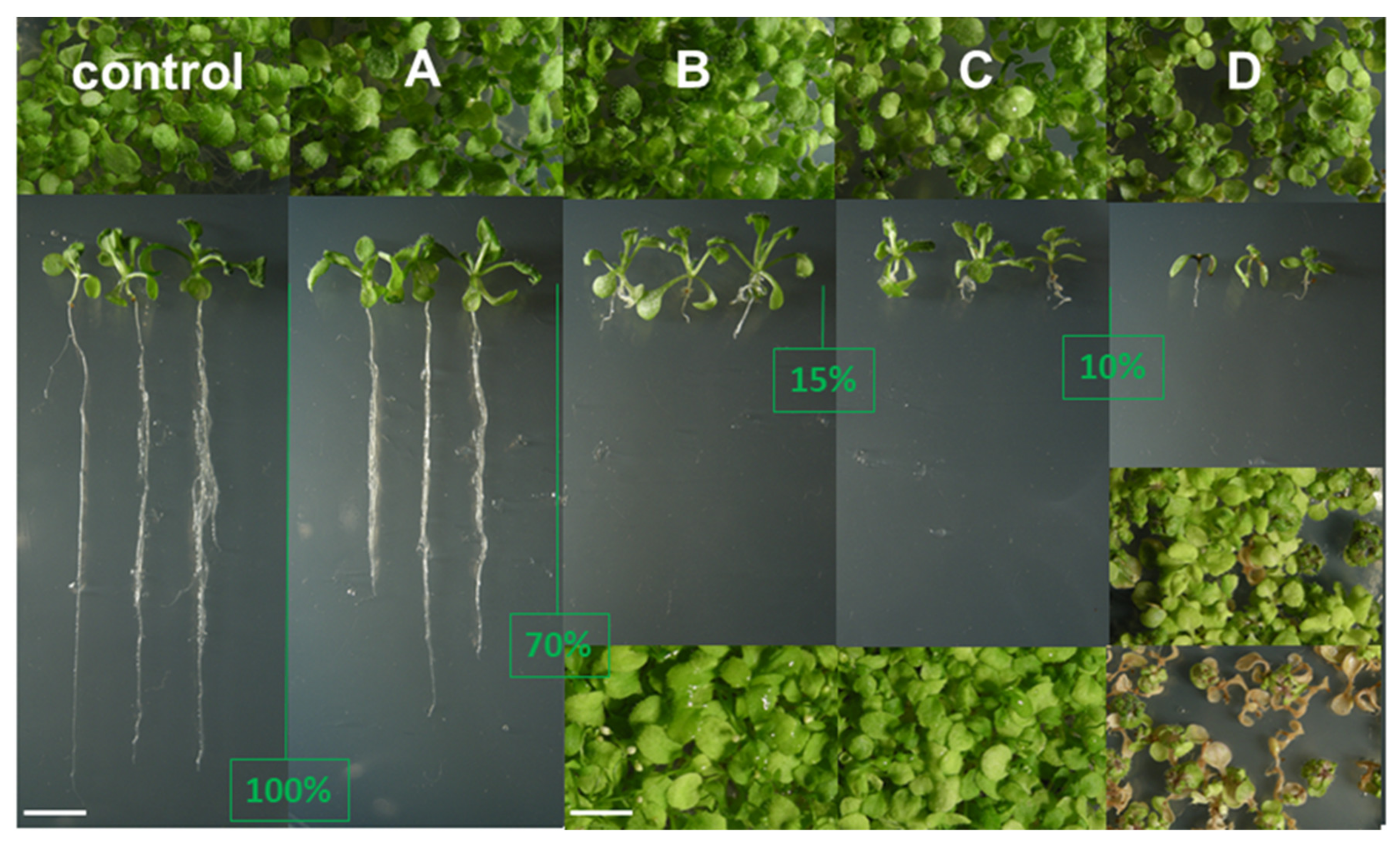 Molecules 25 01111 g004