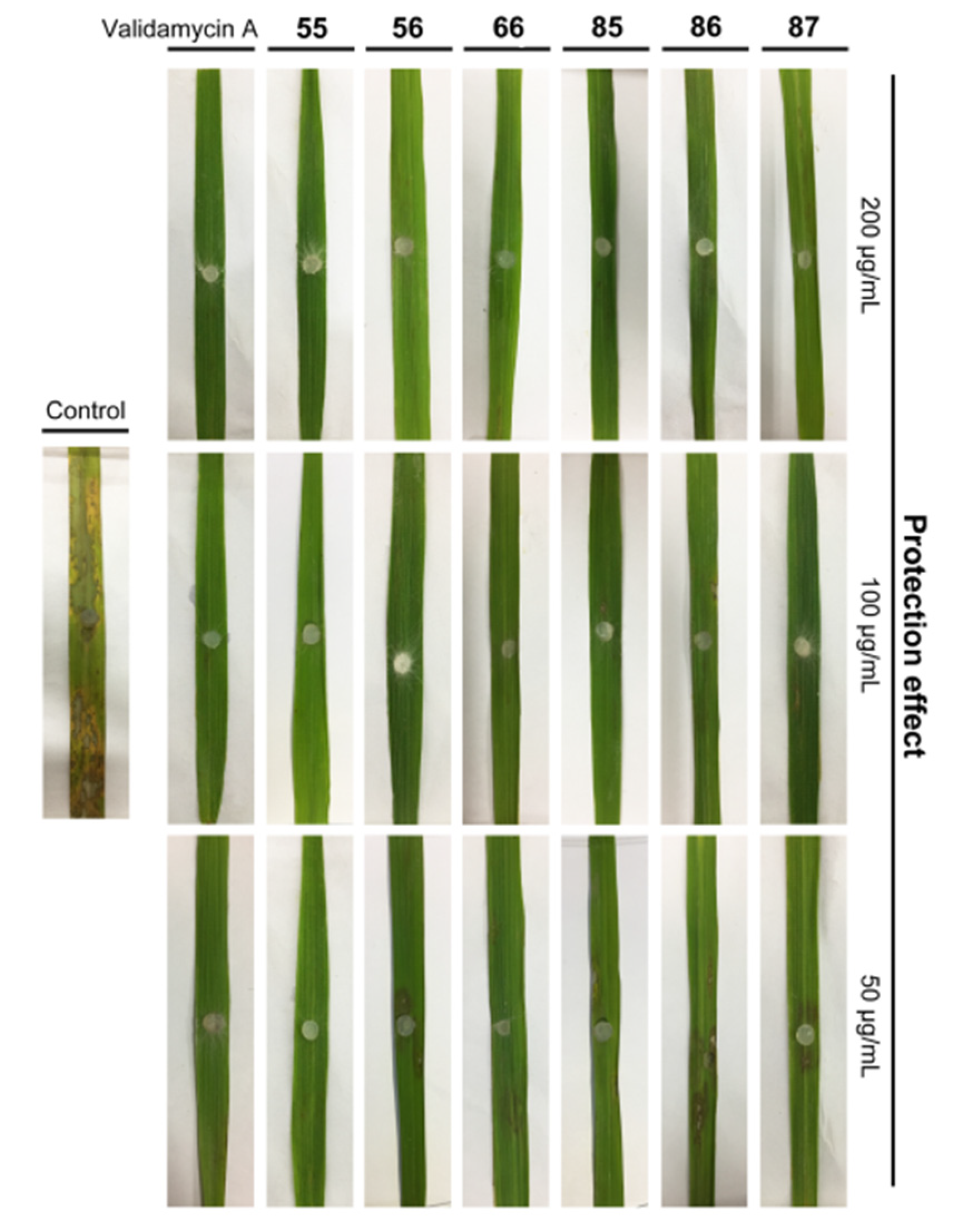Molecules 25 01189 g003