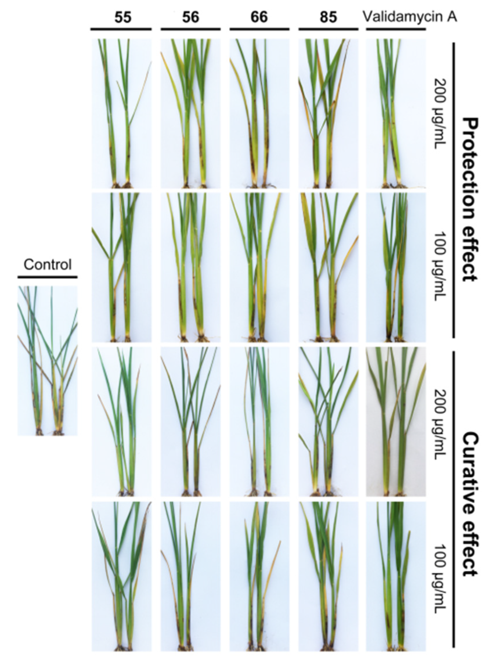 Molecules 25 01189 g004