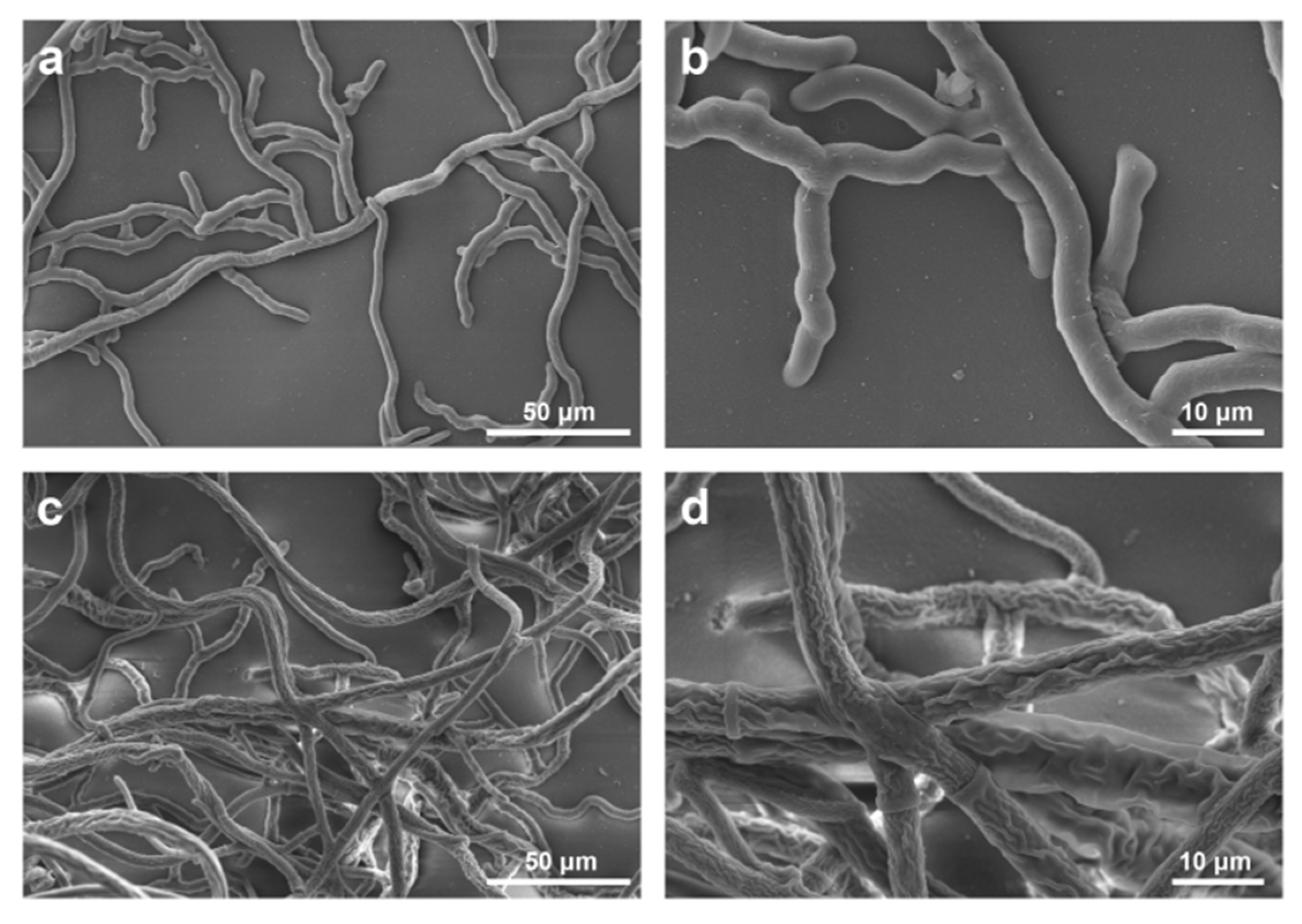 Molecules 25 01189 g005