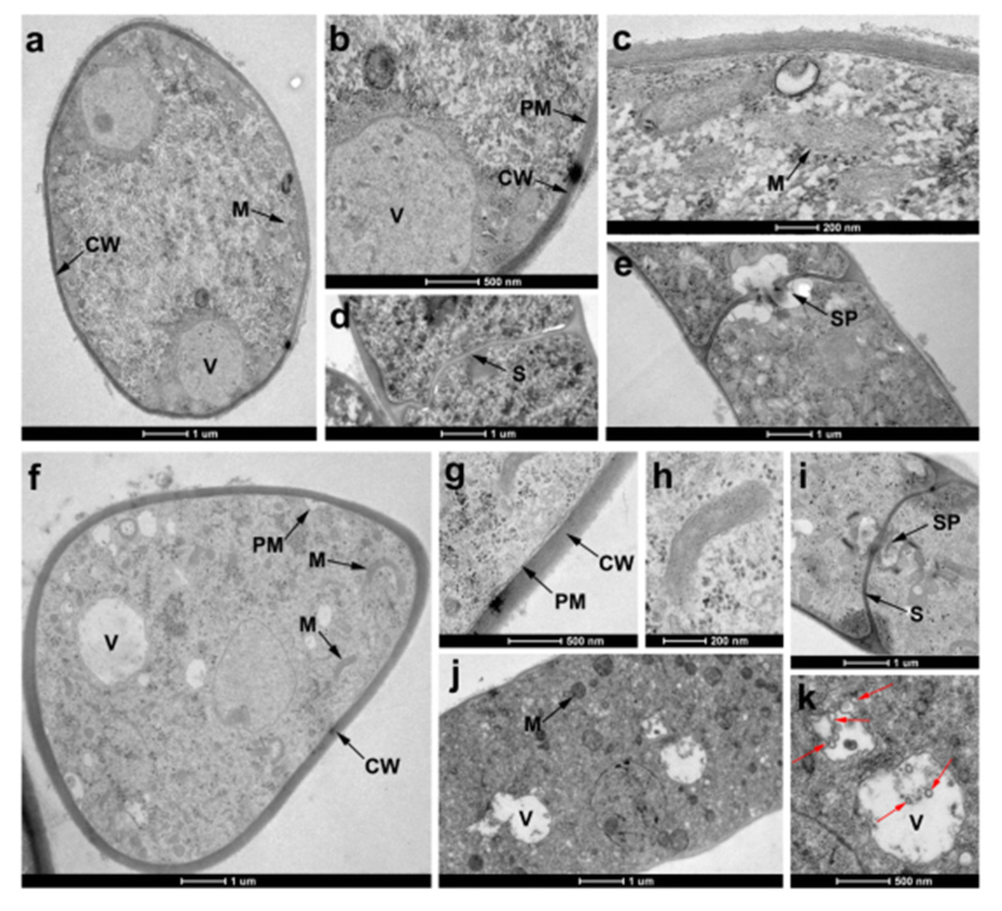 Molecules 25 01189 g006