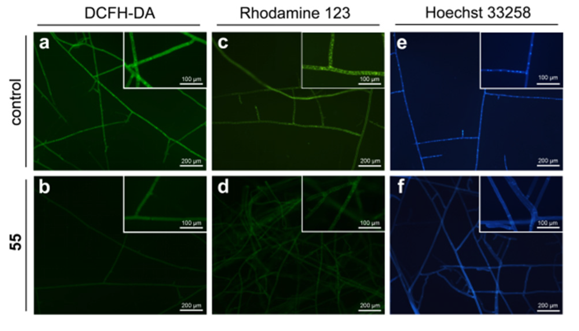 Molecules 25 01189 g007
