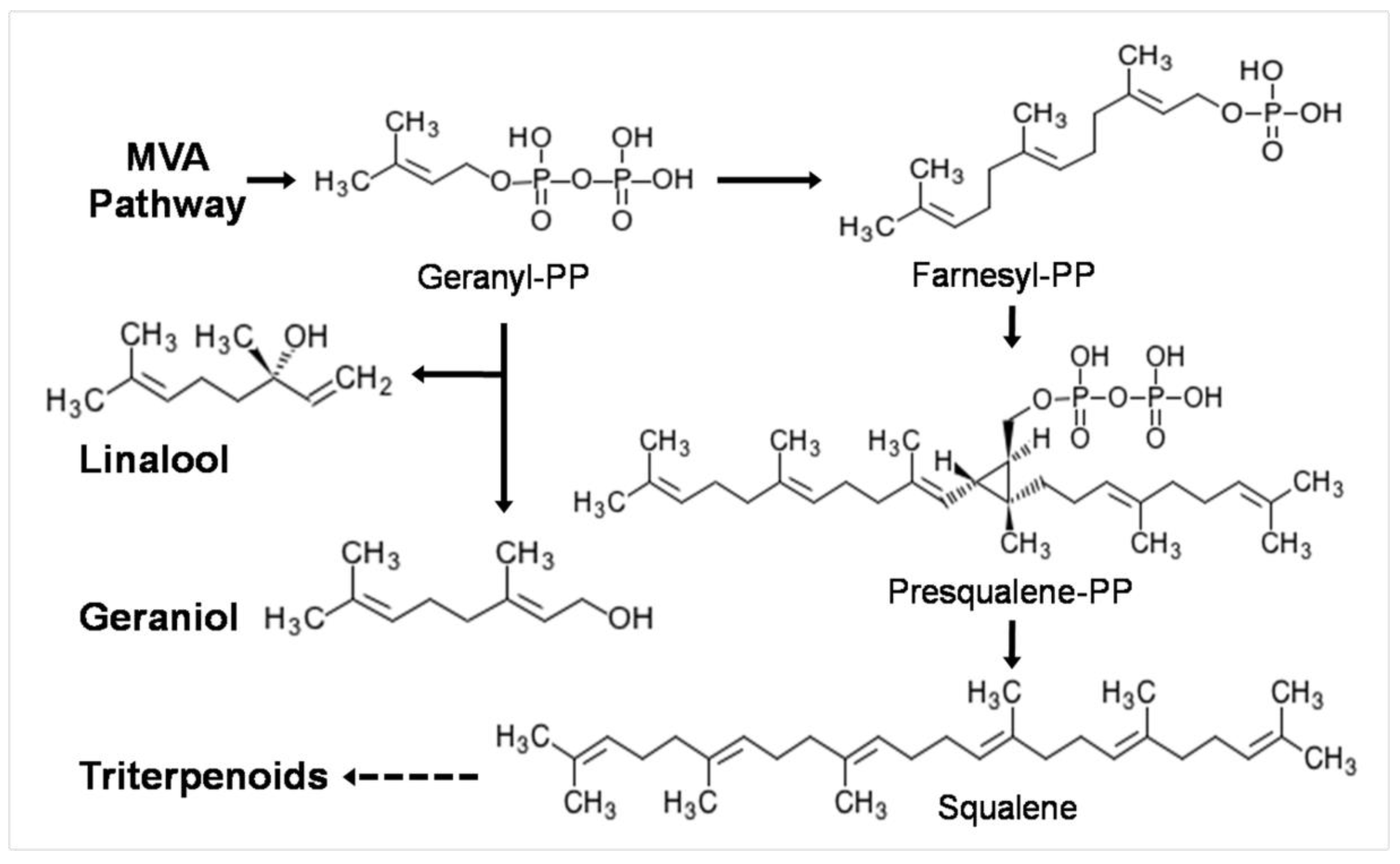 Molecules 25 01269 g004 Molecules 25 01269 g004