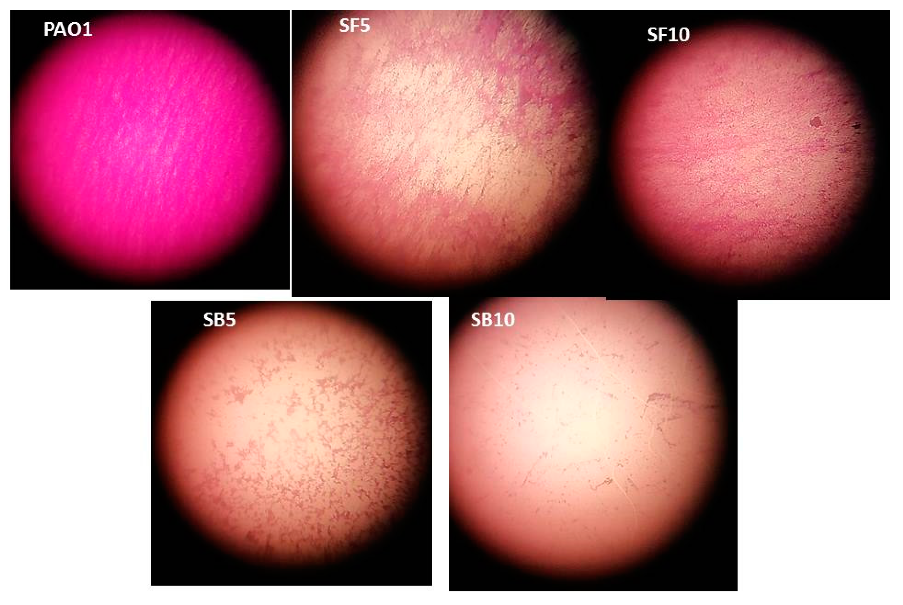 Molecules 25 01341 g004