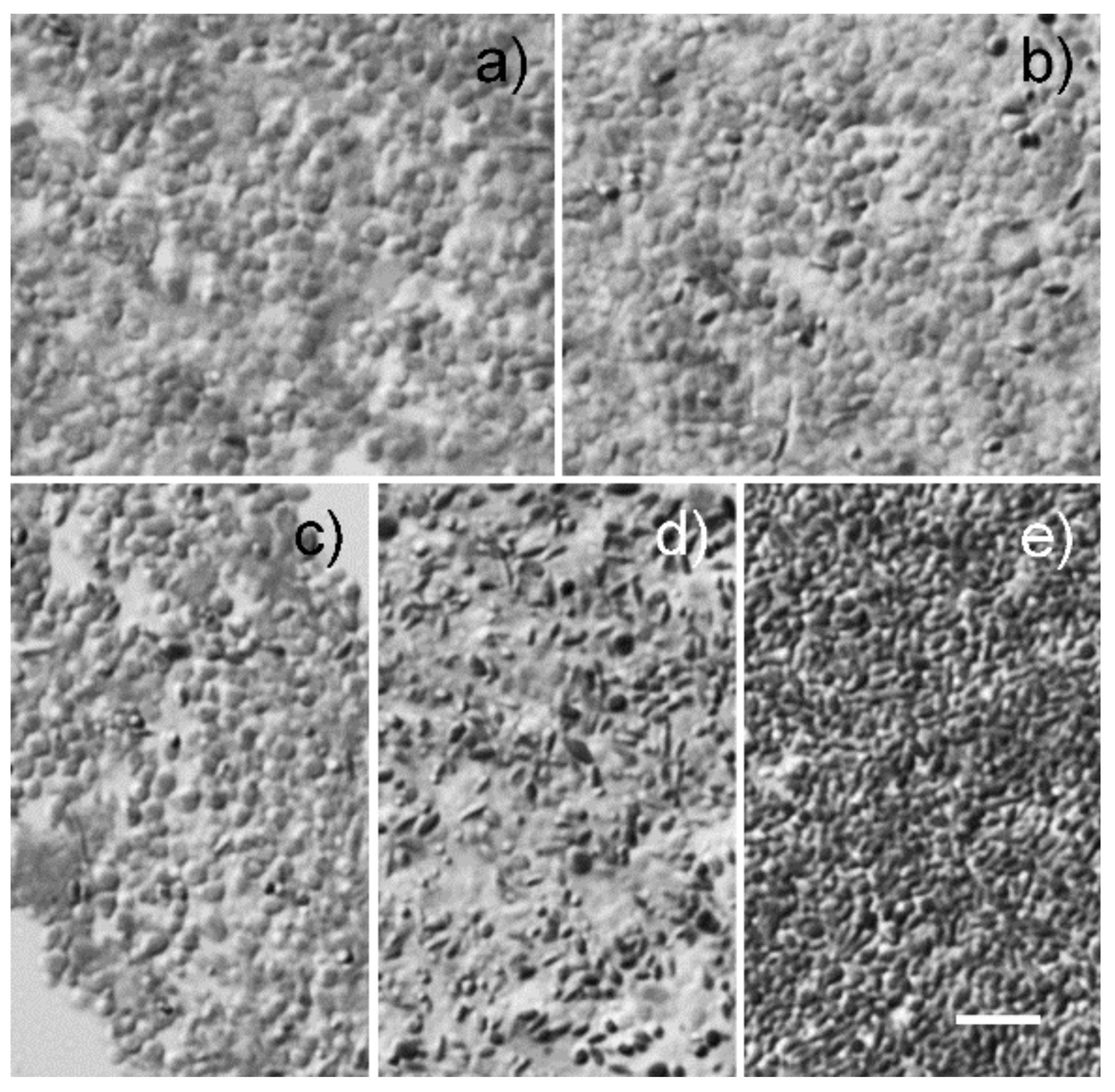 Molecules 25 01413 g002