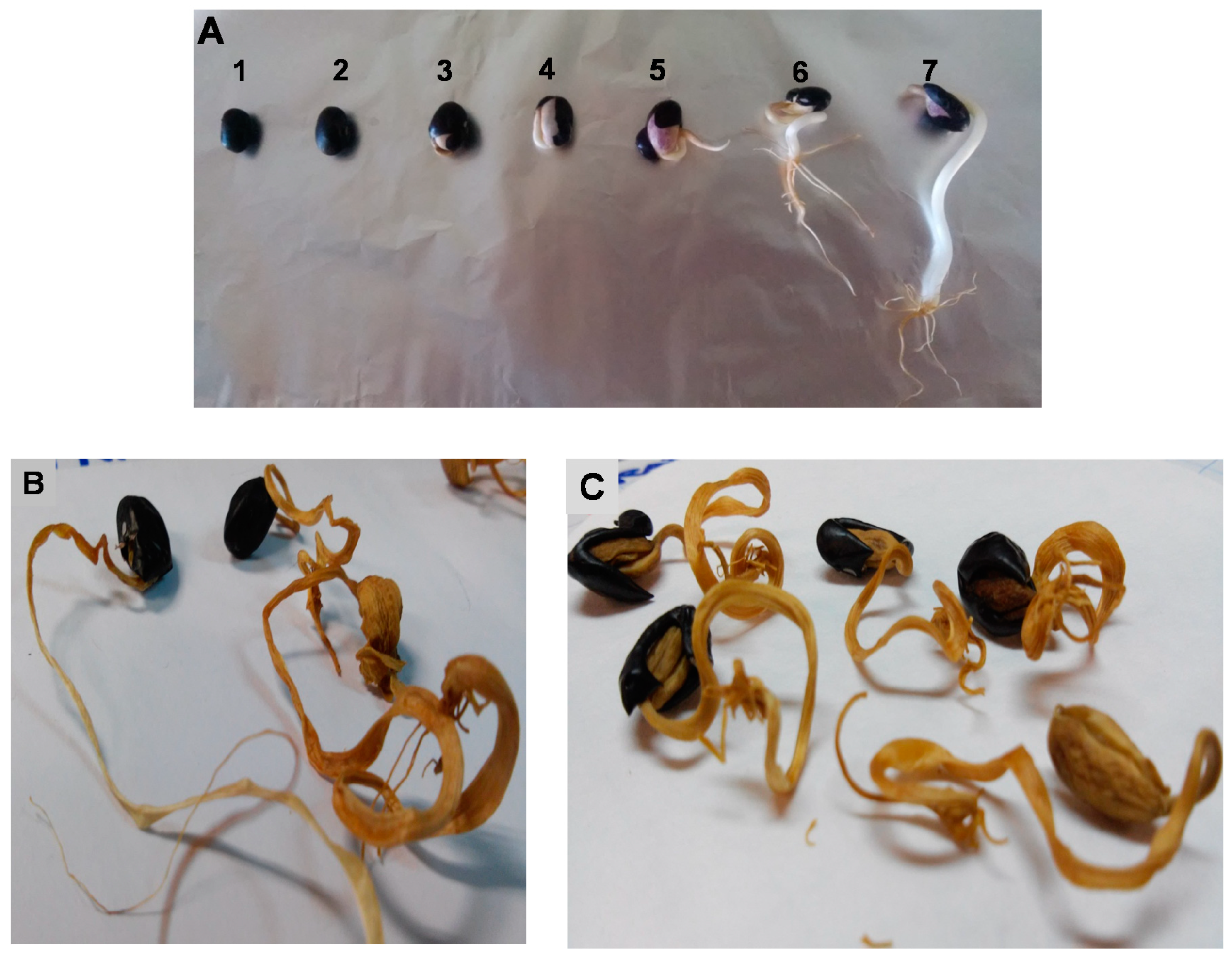 Molecules 25 01464 g009