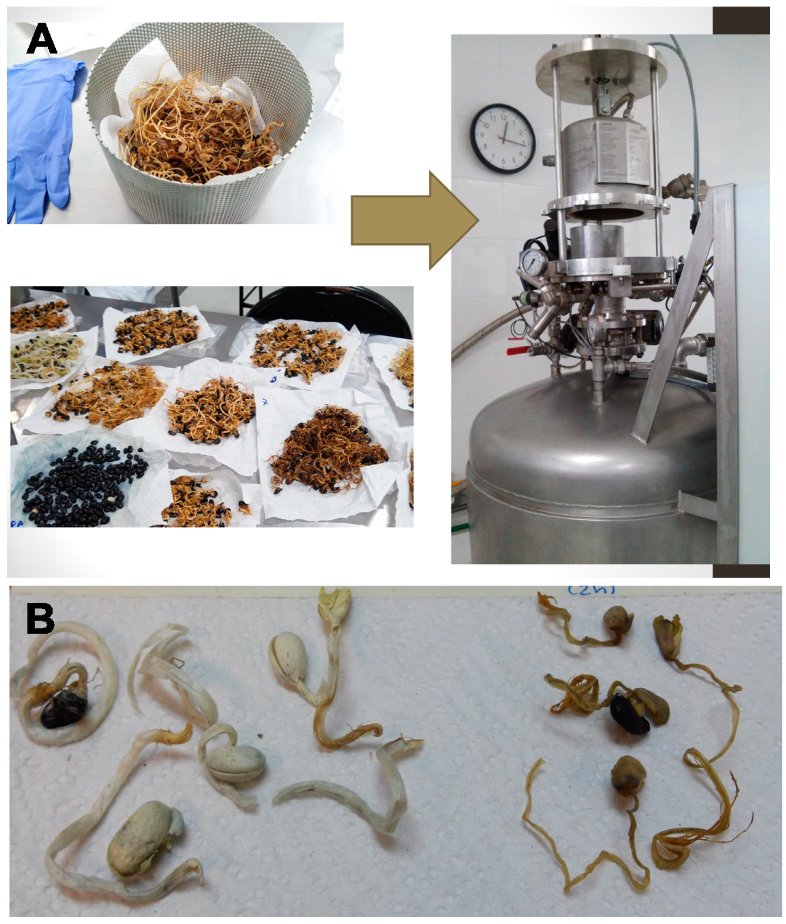 Molecules 25 01464 g010