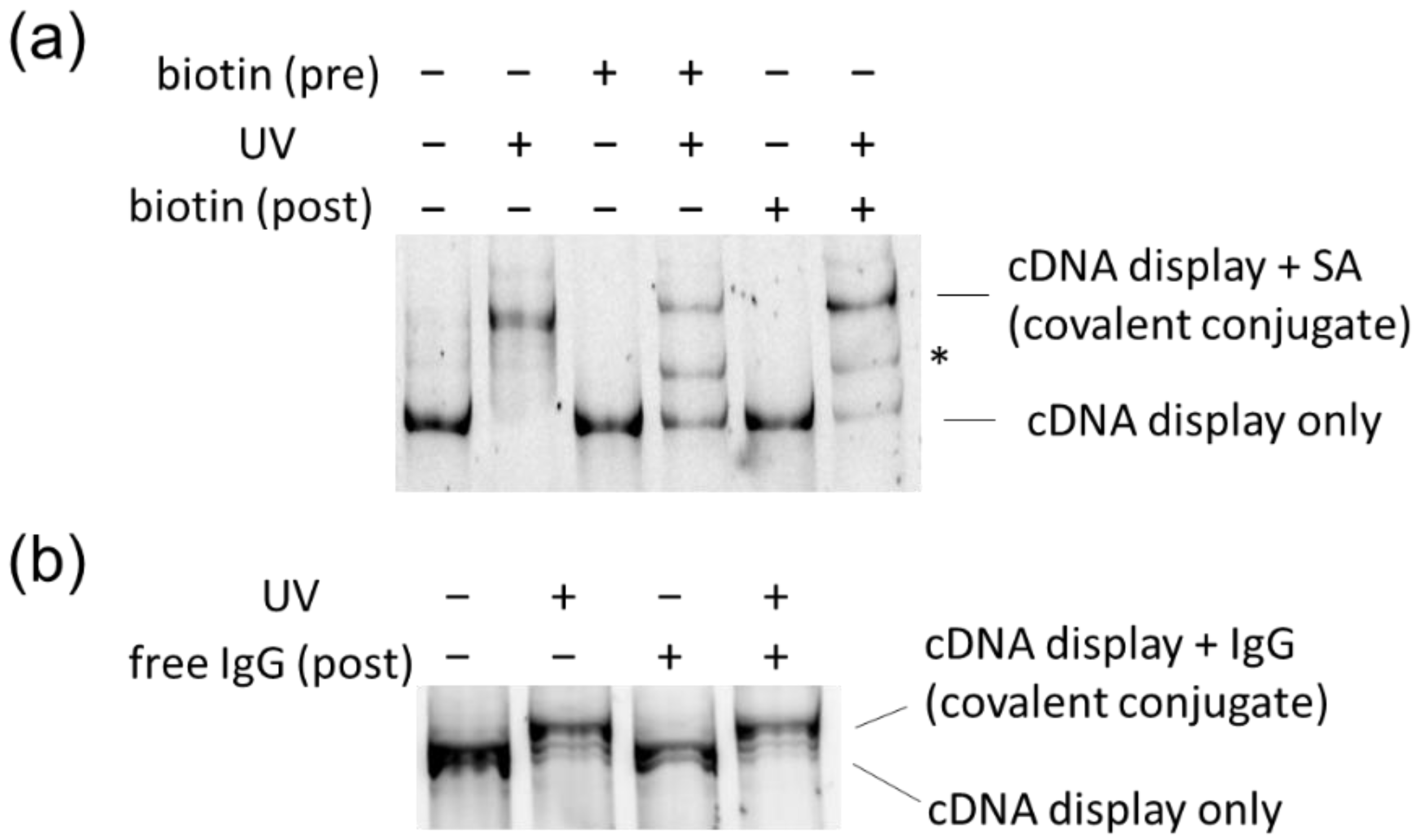 Molecules 25 01472 g004