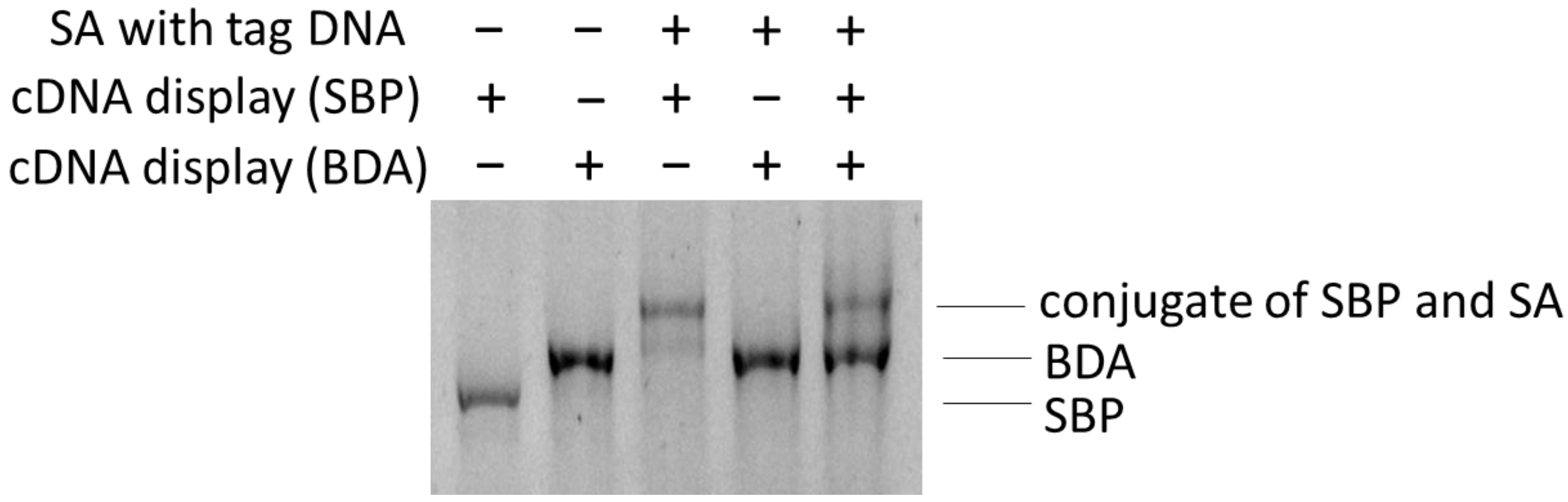 Molecules 25 01472 g005