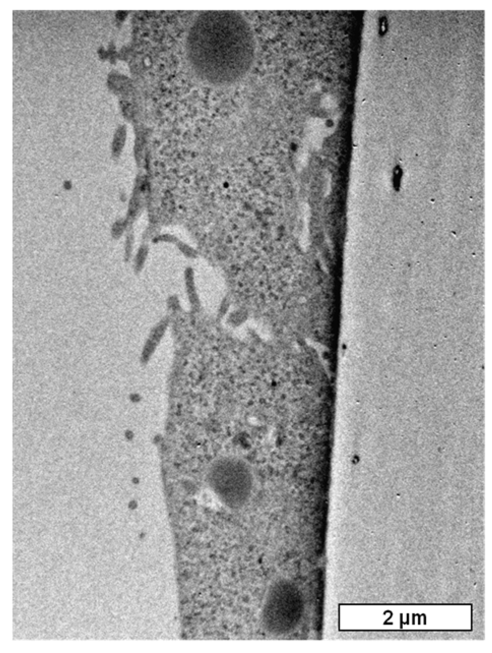 Molecules 25 01477 g004