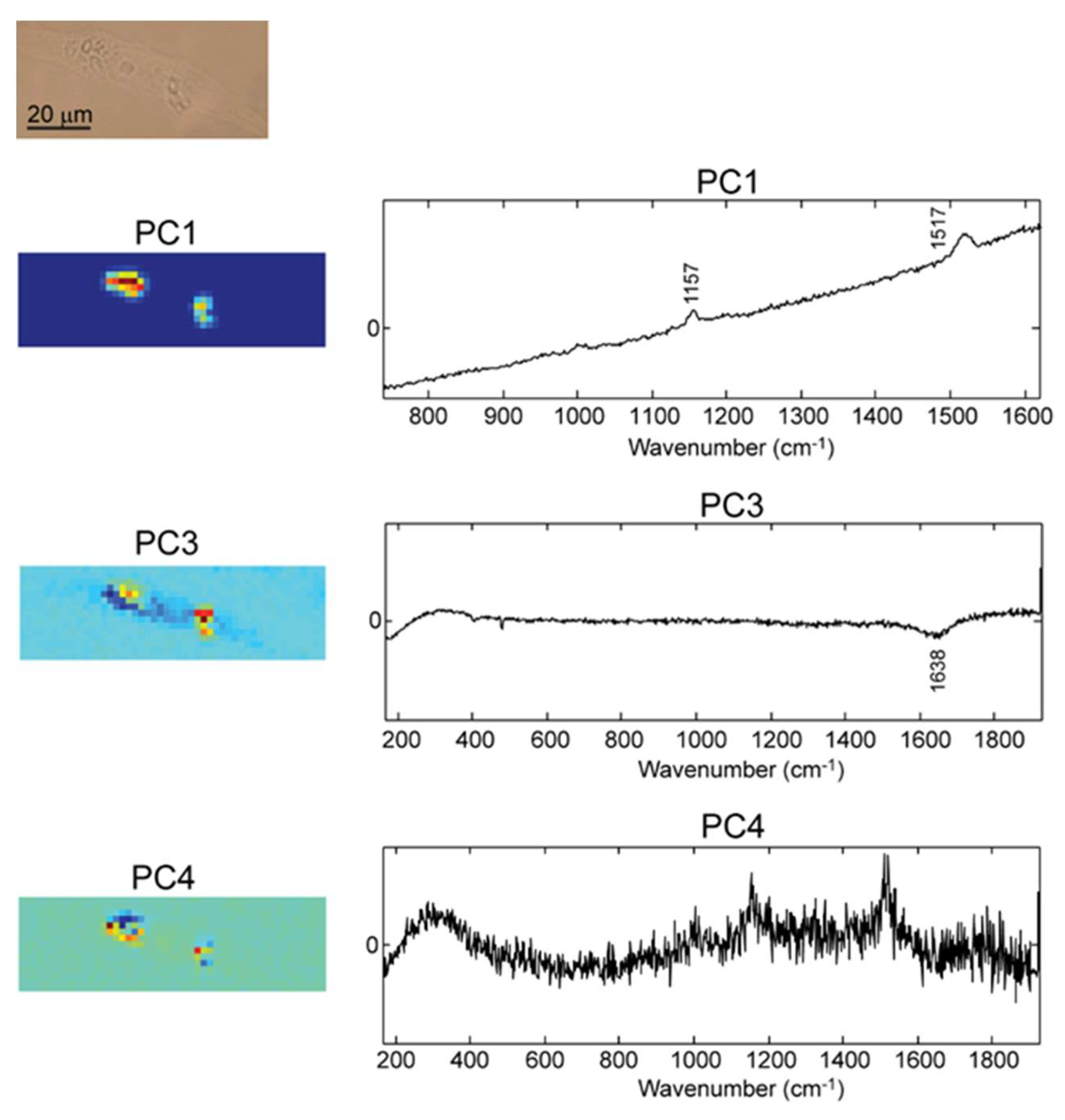 Molecules 25 01477 g006
