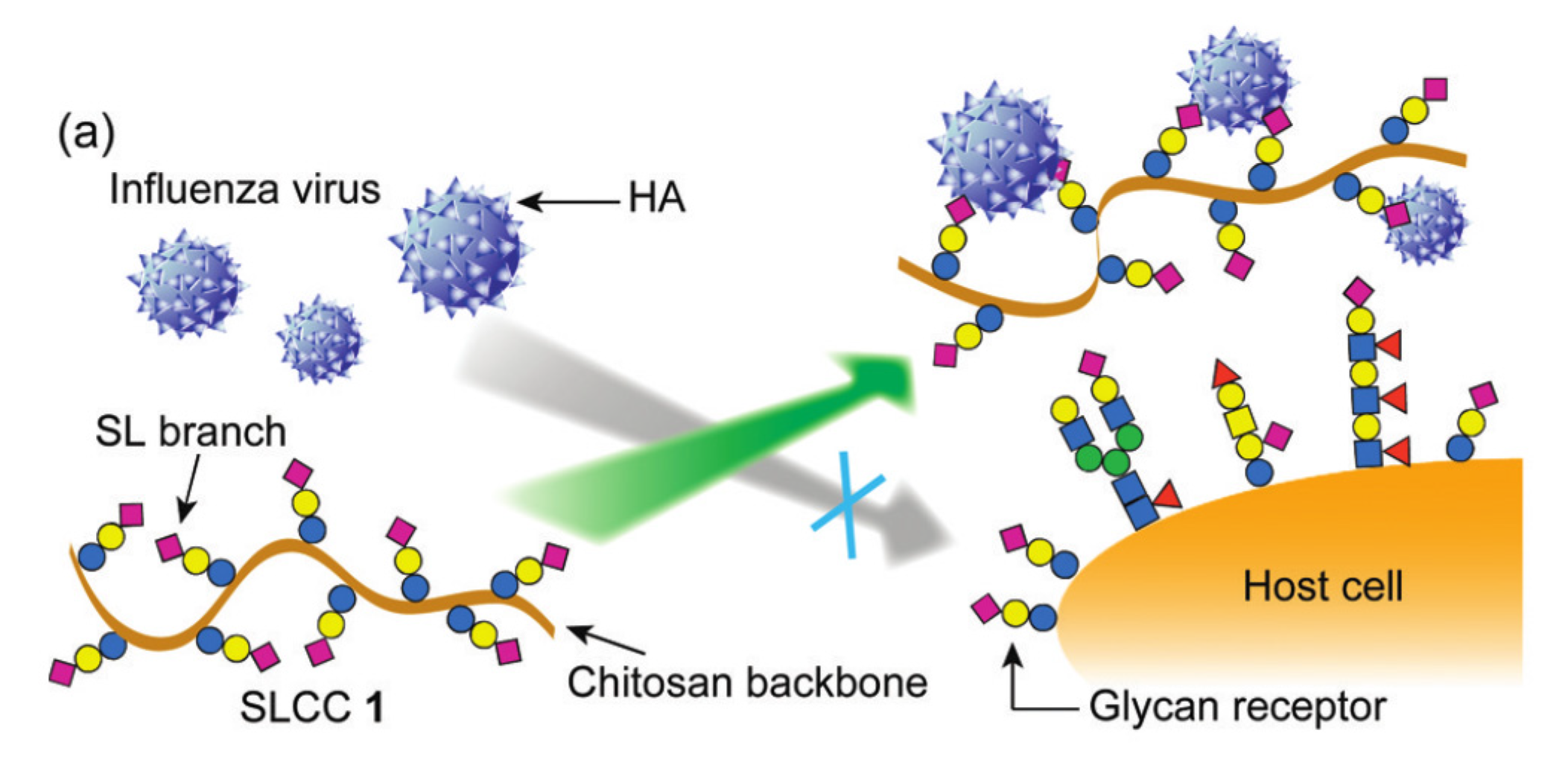 Molecules 25 01534 g007 Molecules 25 01534 g007