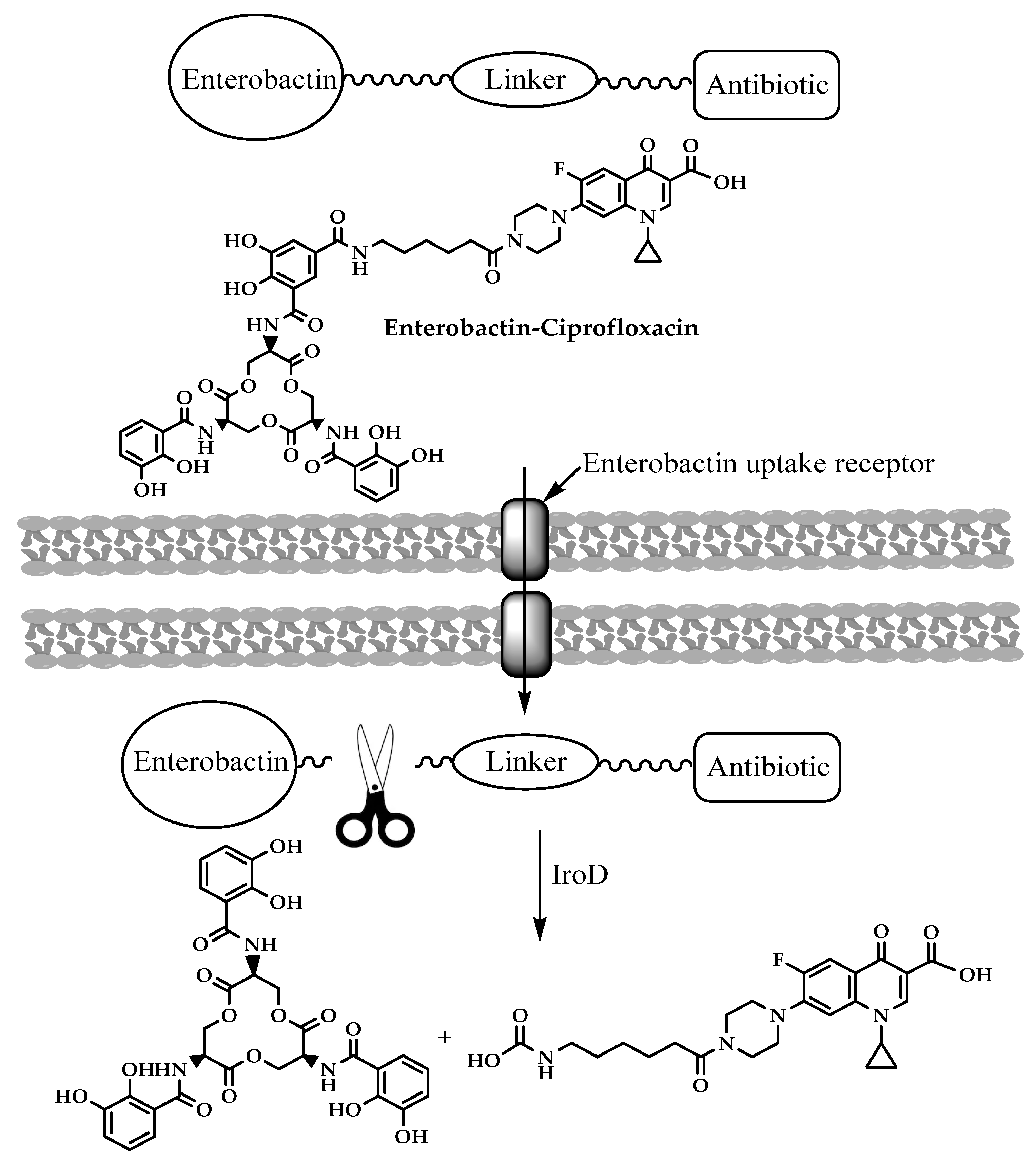 Molecules 25 01543 g007