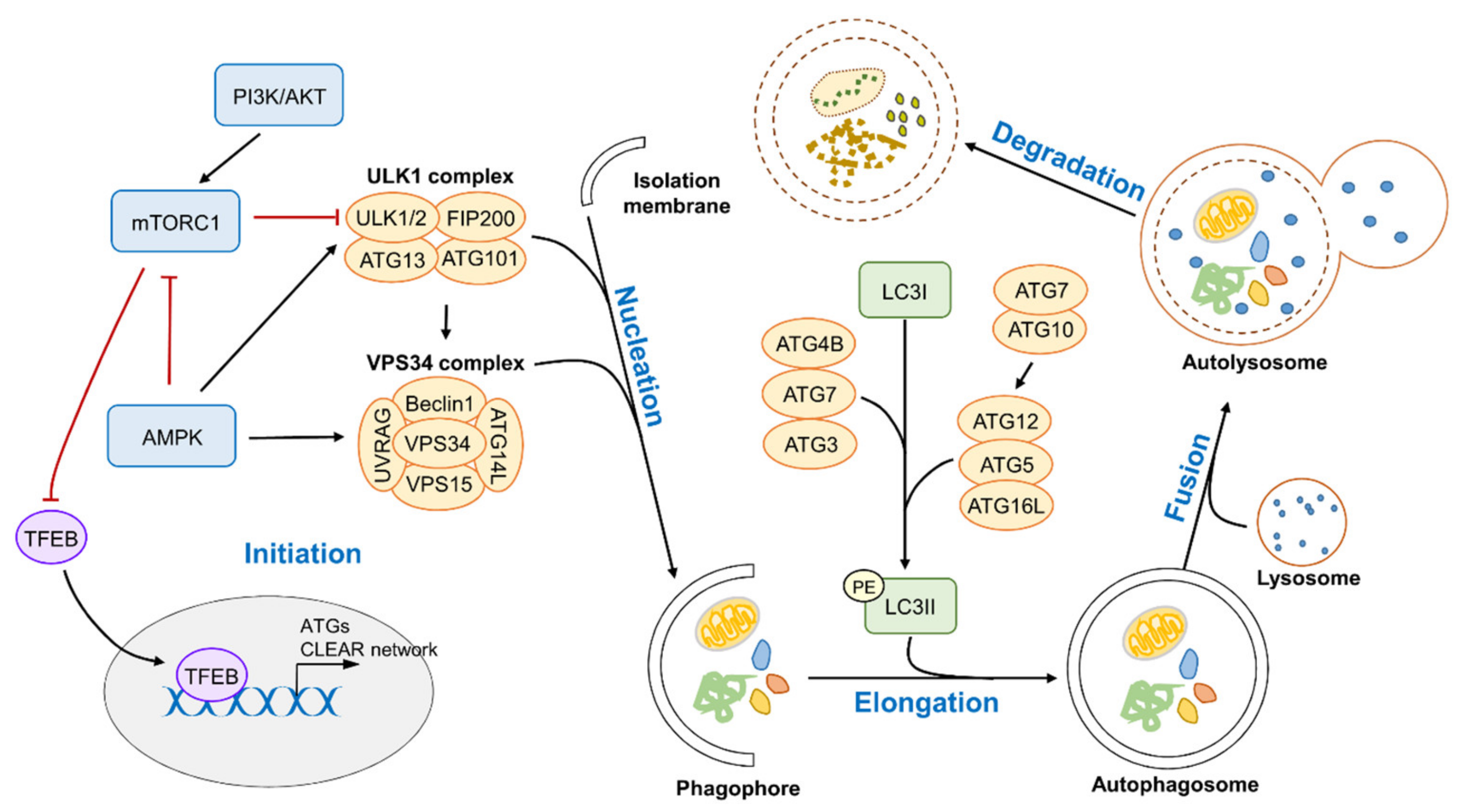Molecules 25 01580 g001