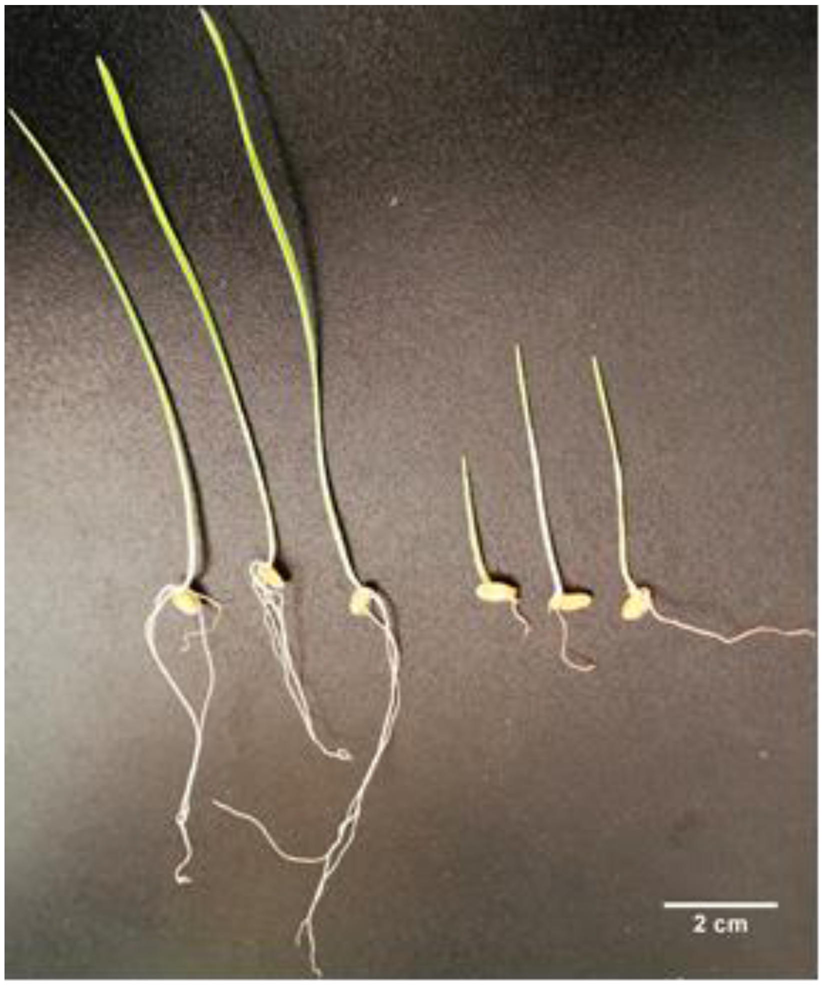 Molecules 25 01637 g002 Molecules 25 01637 g002