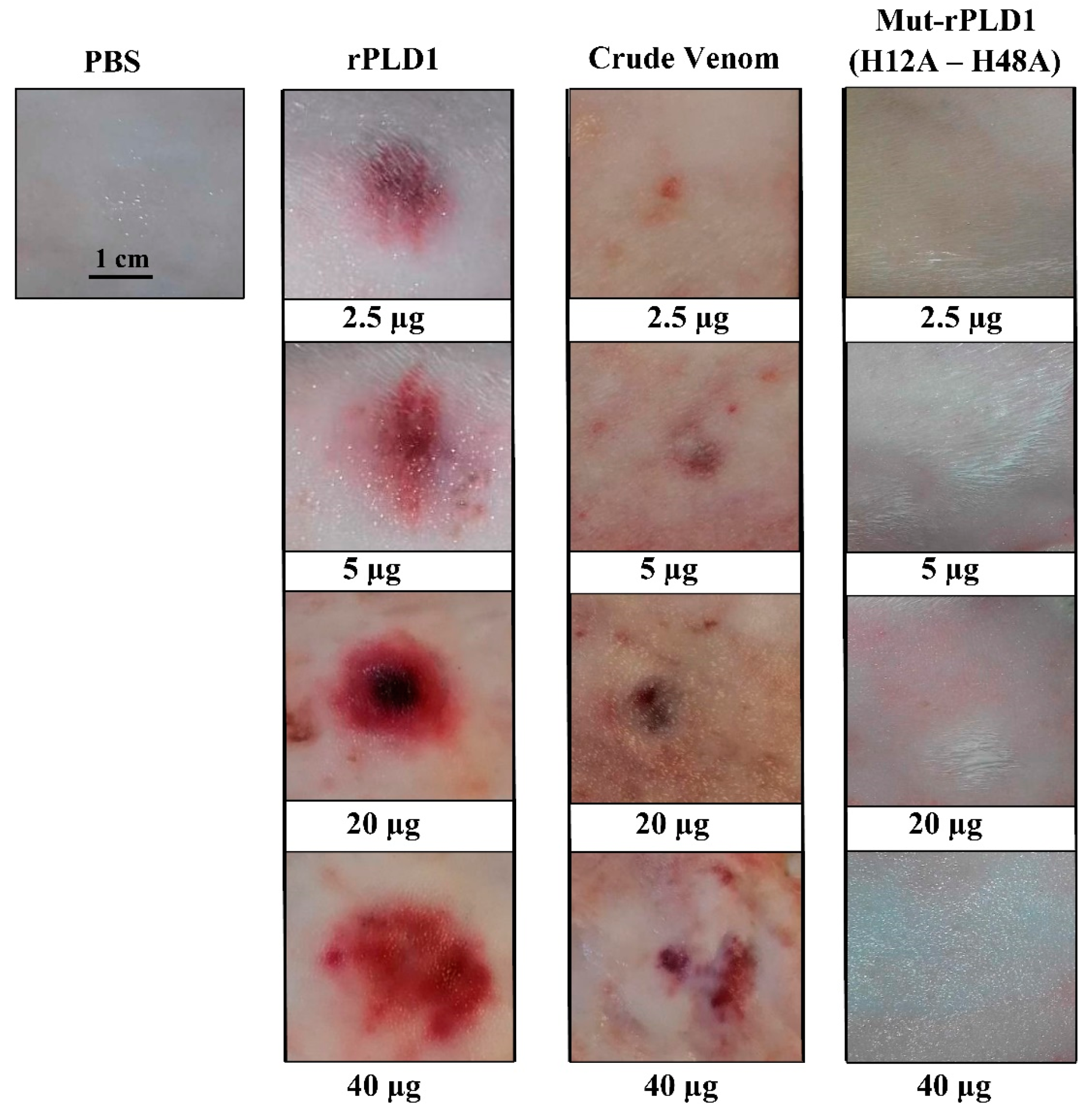 Molecules 25 01673 g006