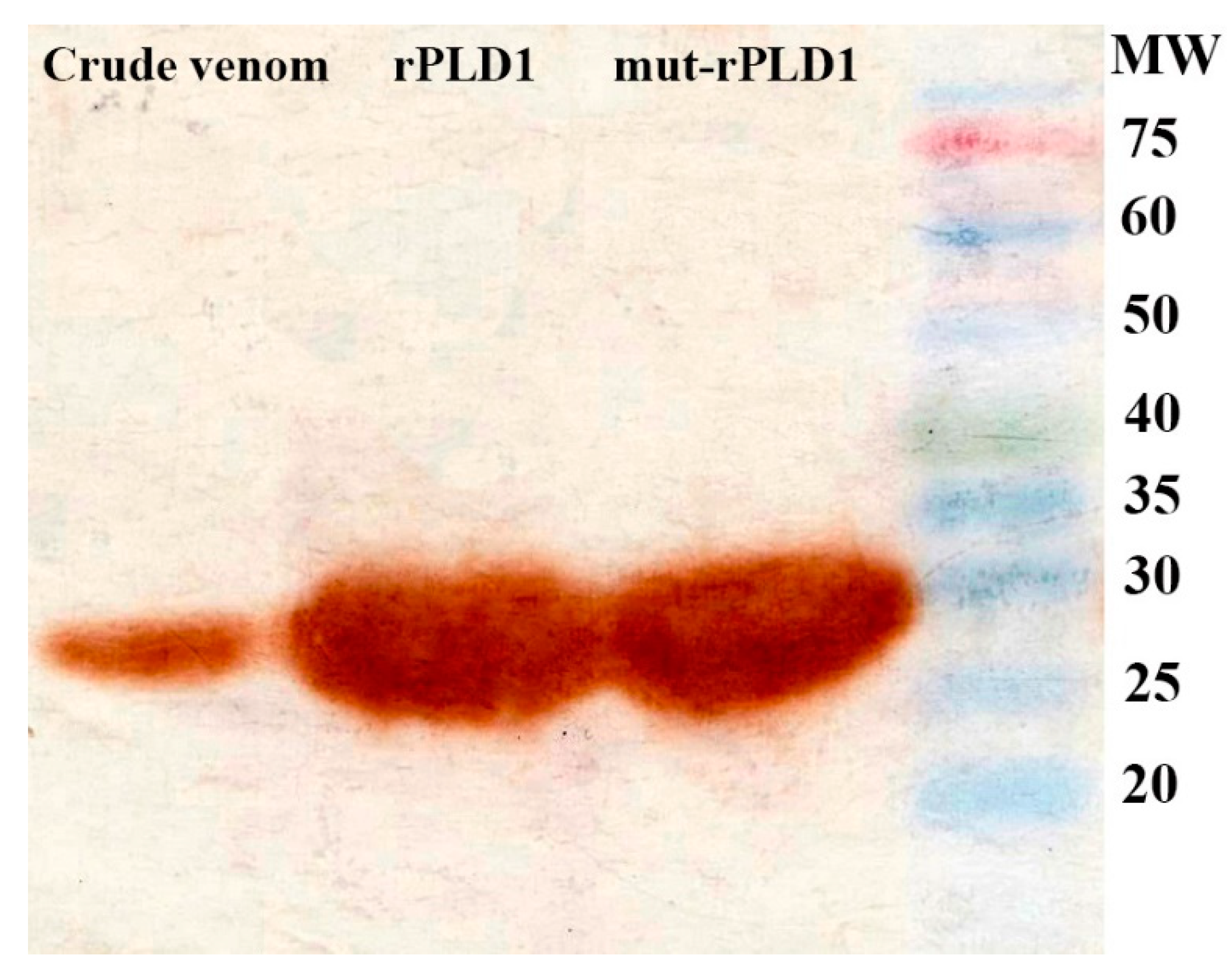 Molecules 25 01673 g009