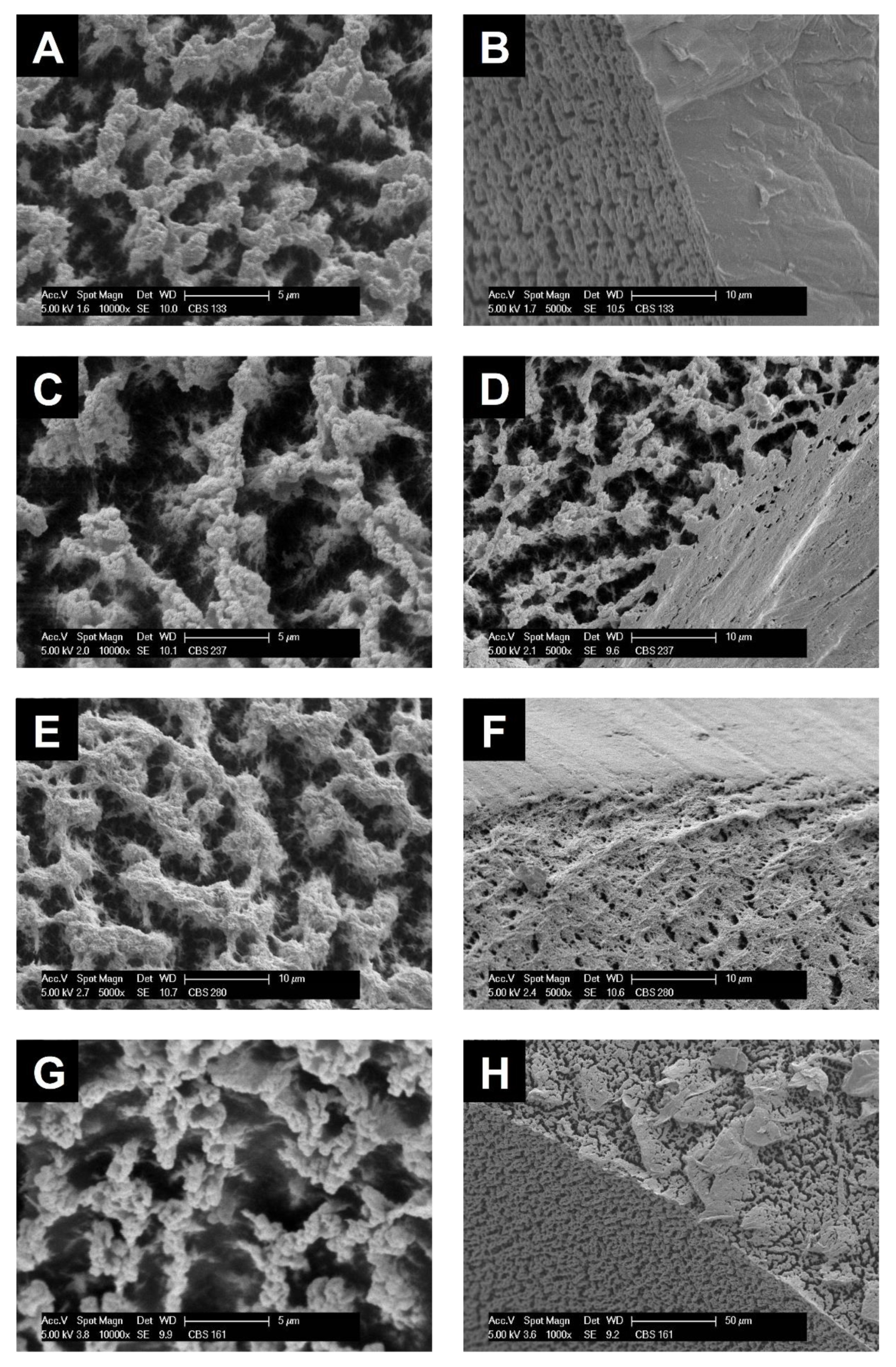 Molecules 25 01695 g003 Molecules 25 01695 g003