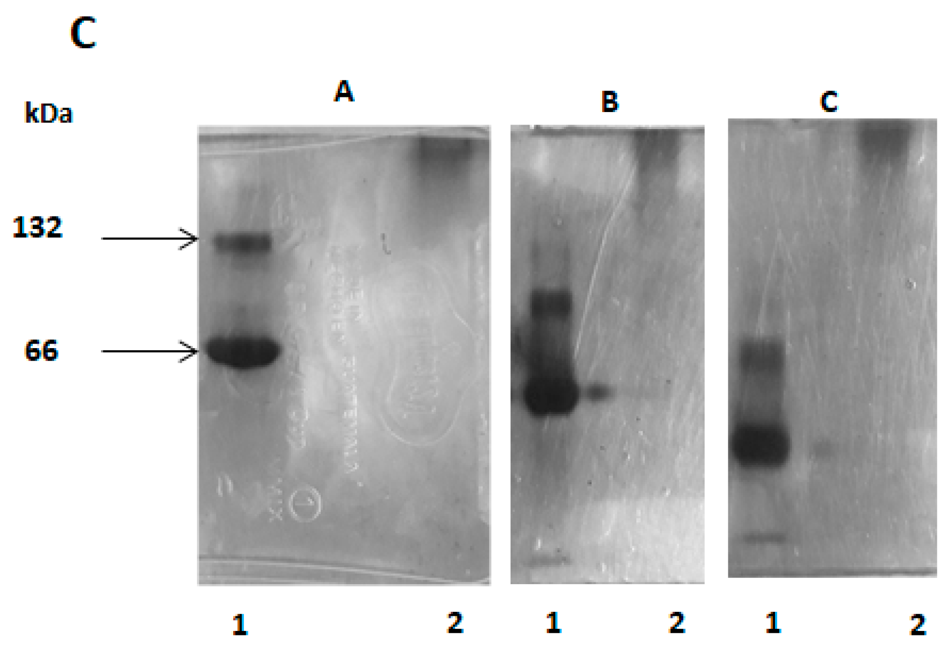 Molecules 25 01699 g005b
