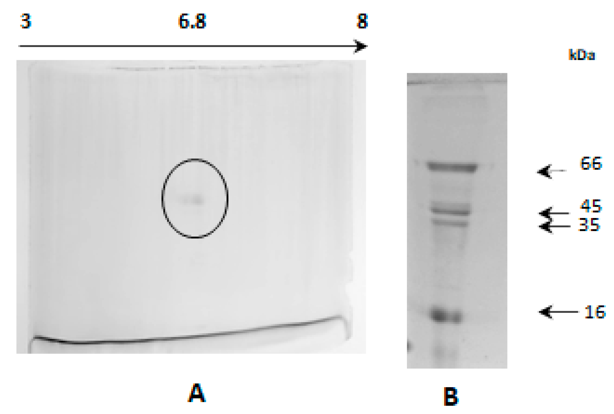Molecules 25 01699 g007