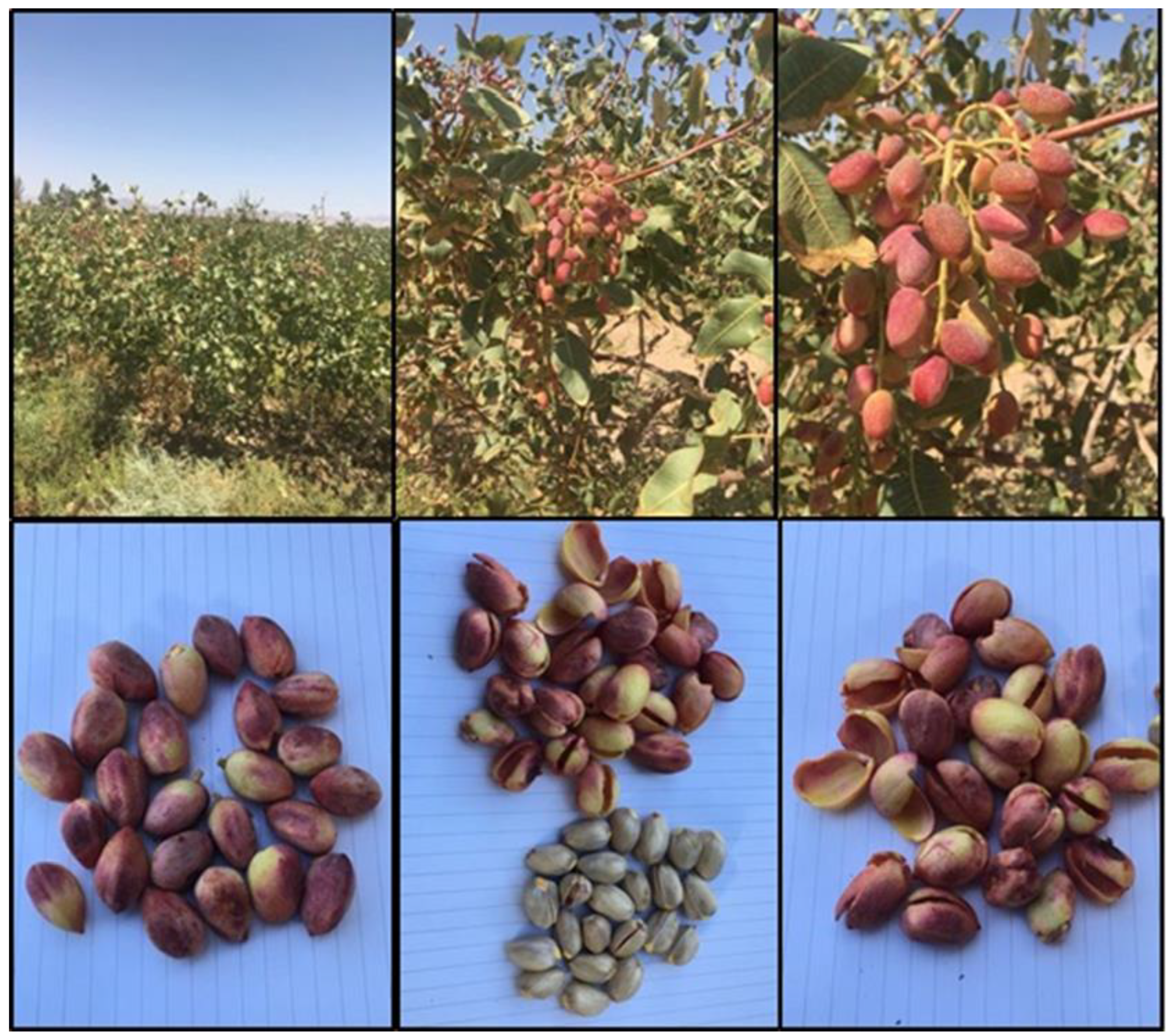 Molecules 25 01776 g018