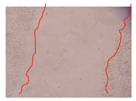 Molecules 25 01828 i001 Molecules 25 01828 i001