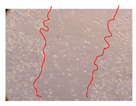 Molecules 25 01828 i006 Molecules 25 01828 i006