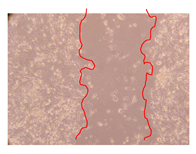 Molecules 25 01828 i010 Molecules 25 01828 i010