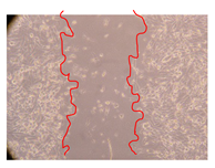 Molecules 25 01828 i011 Molecules 25 01828 i011