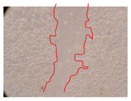 Molecules 25 01828 i023 Molecules 25 01828 i023