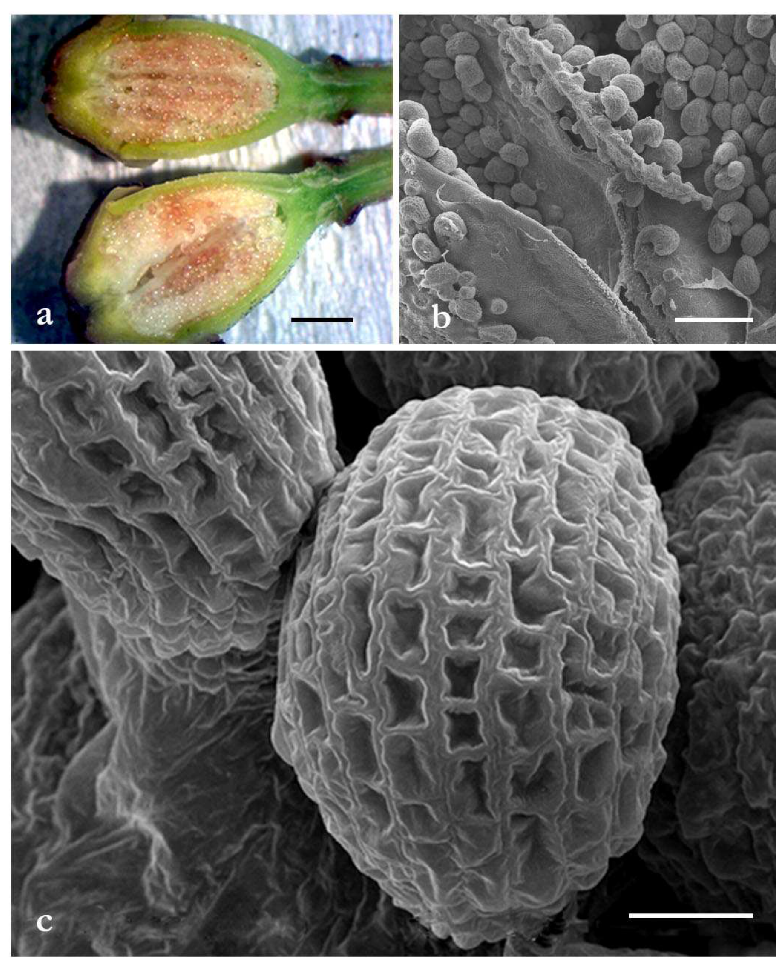 Molecules 25 01850 g001