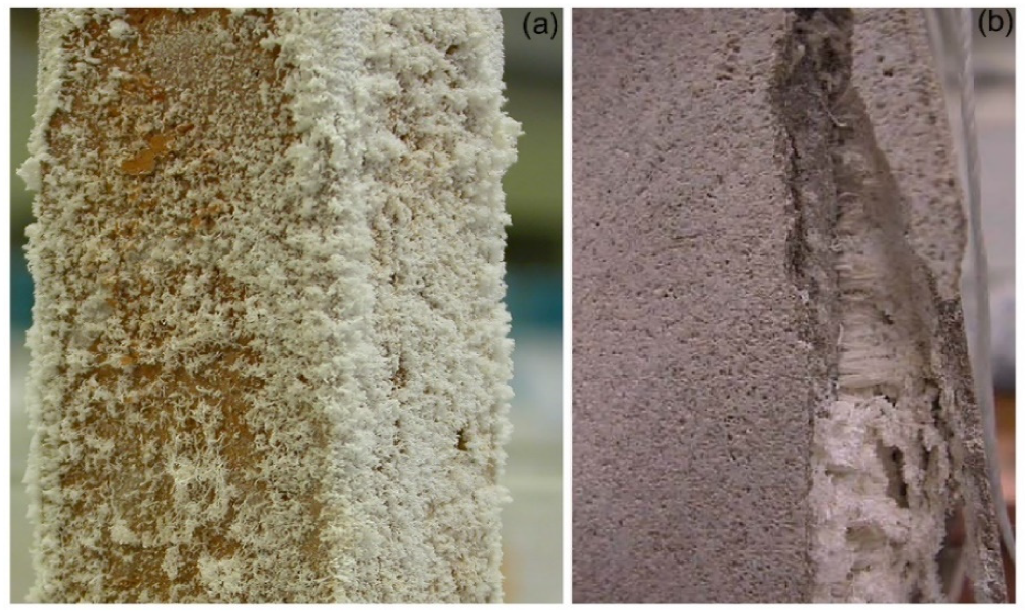 Molecules 25 01873 g001