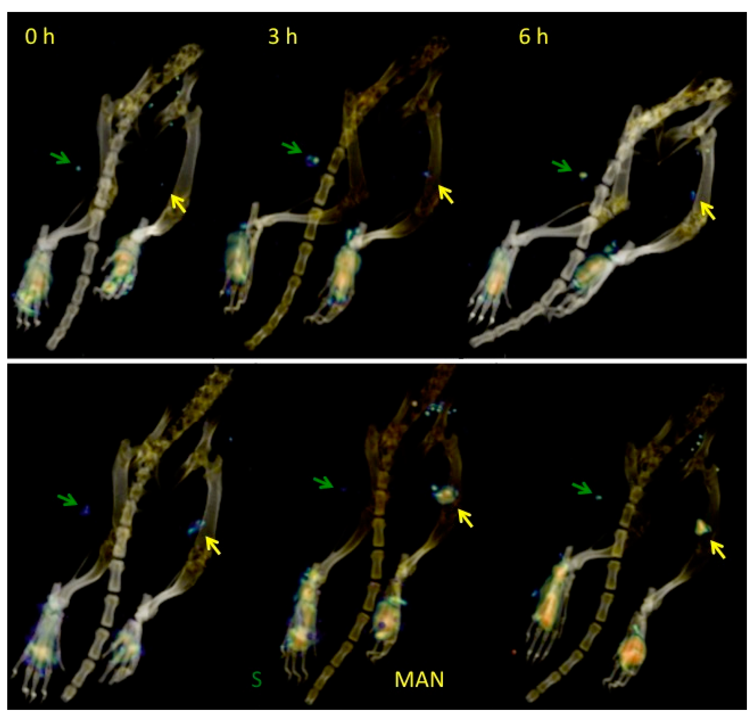 Molecules 25 01982 g006