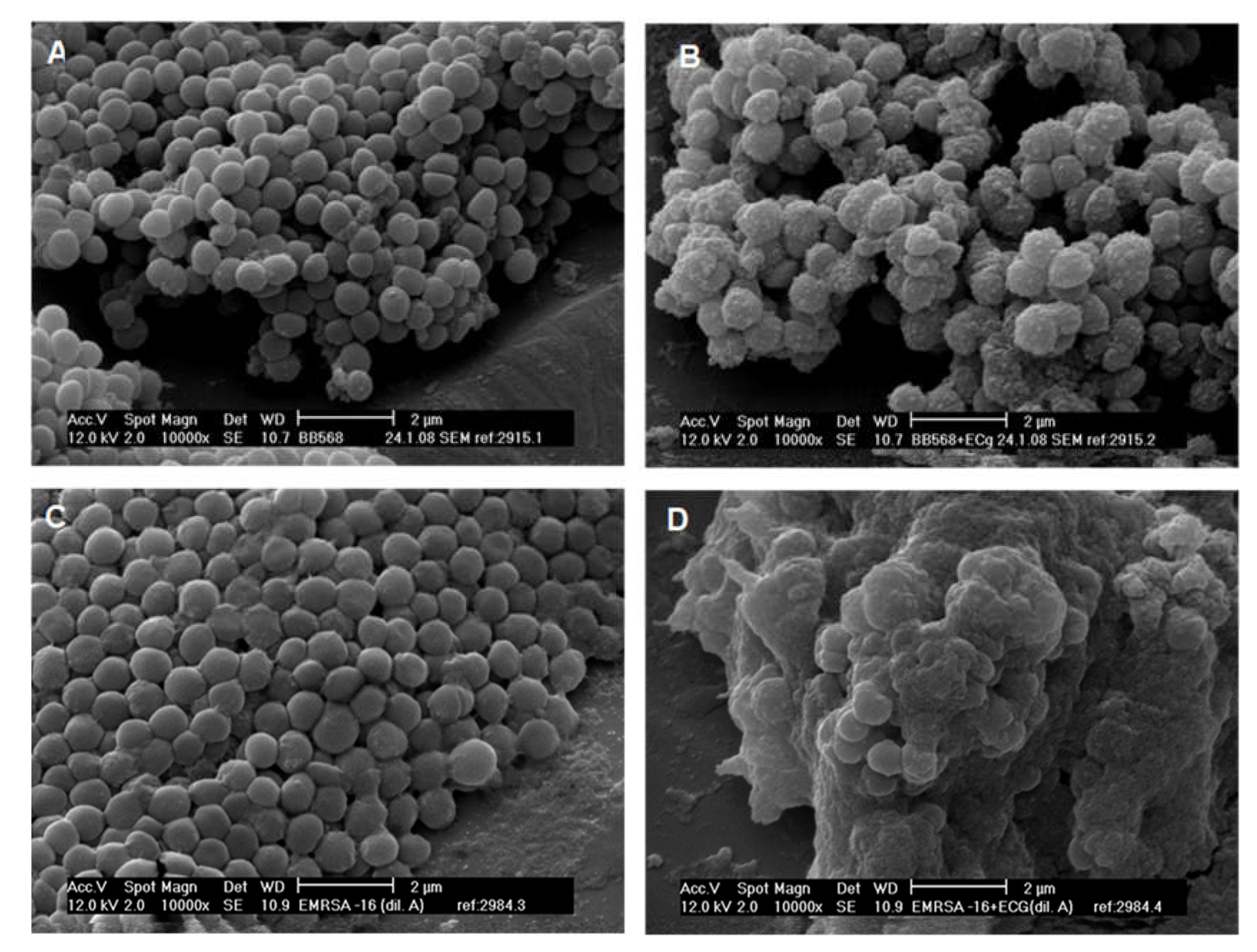 Molecules 25 01986 g002