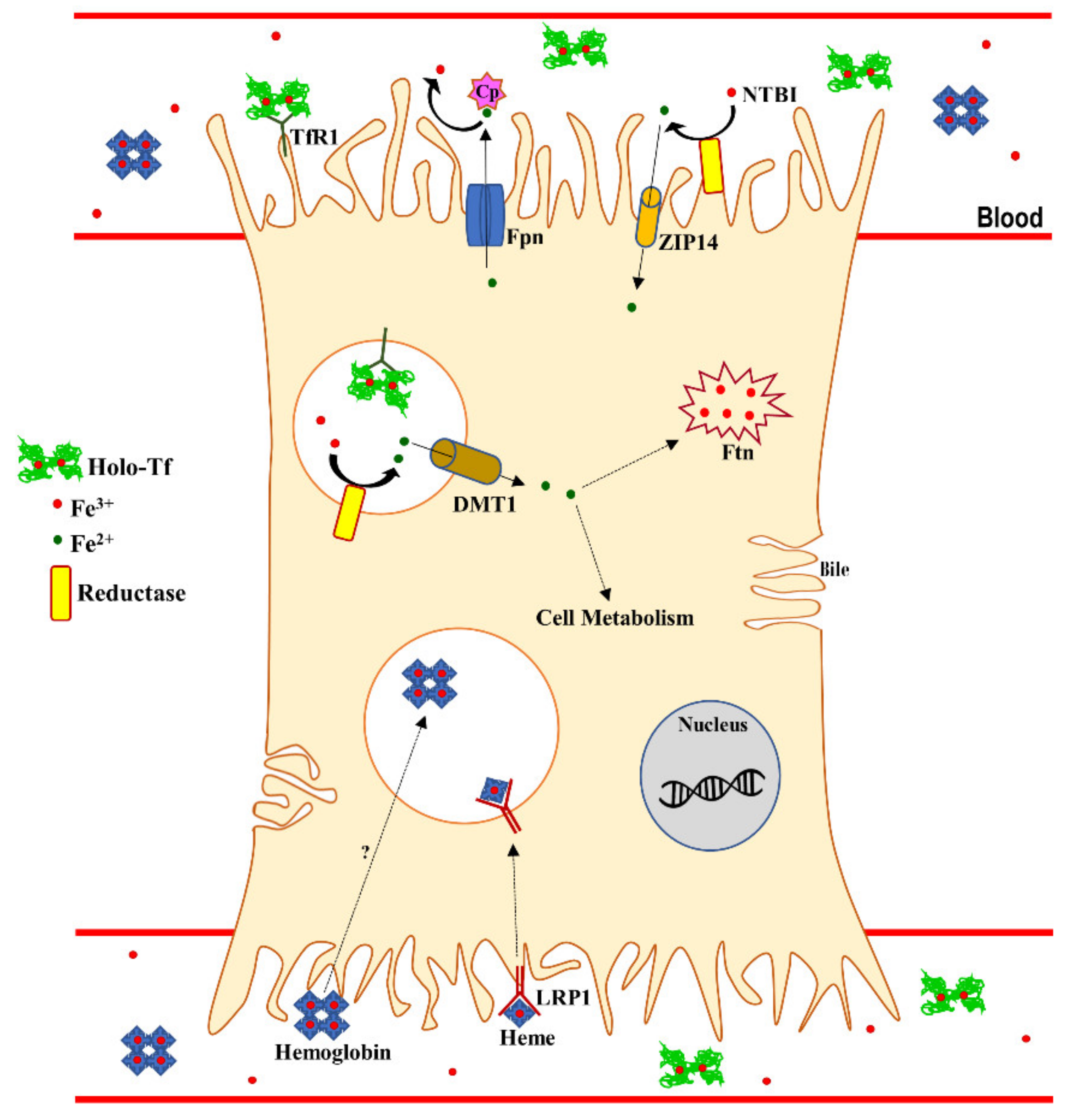 Molecules 25 01997 g001
