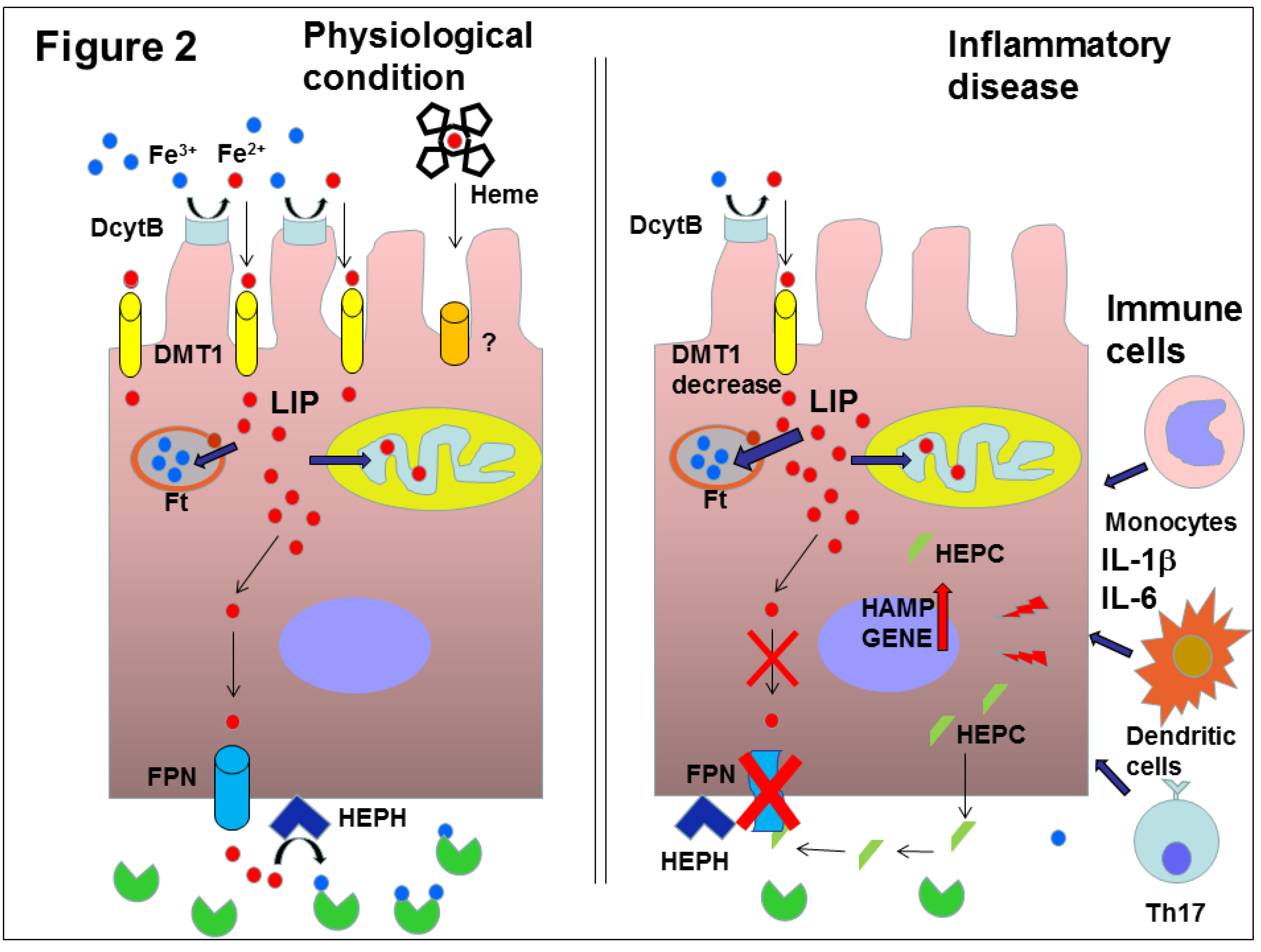 Molecules 25 02041 g002 Molecules 25 02041 g002