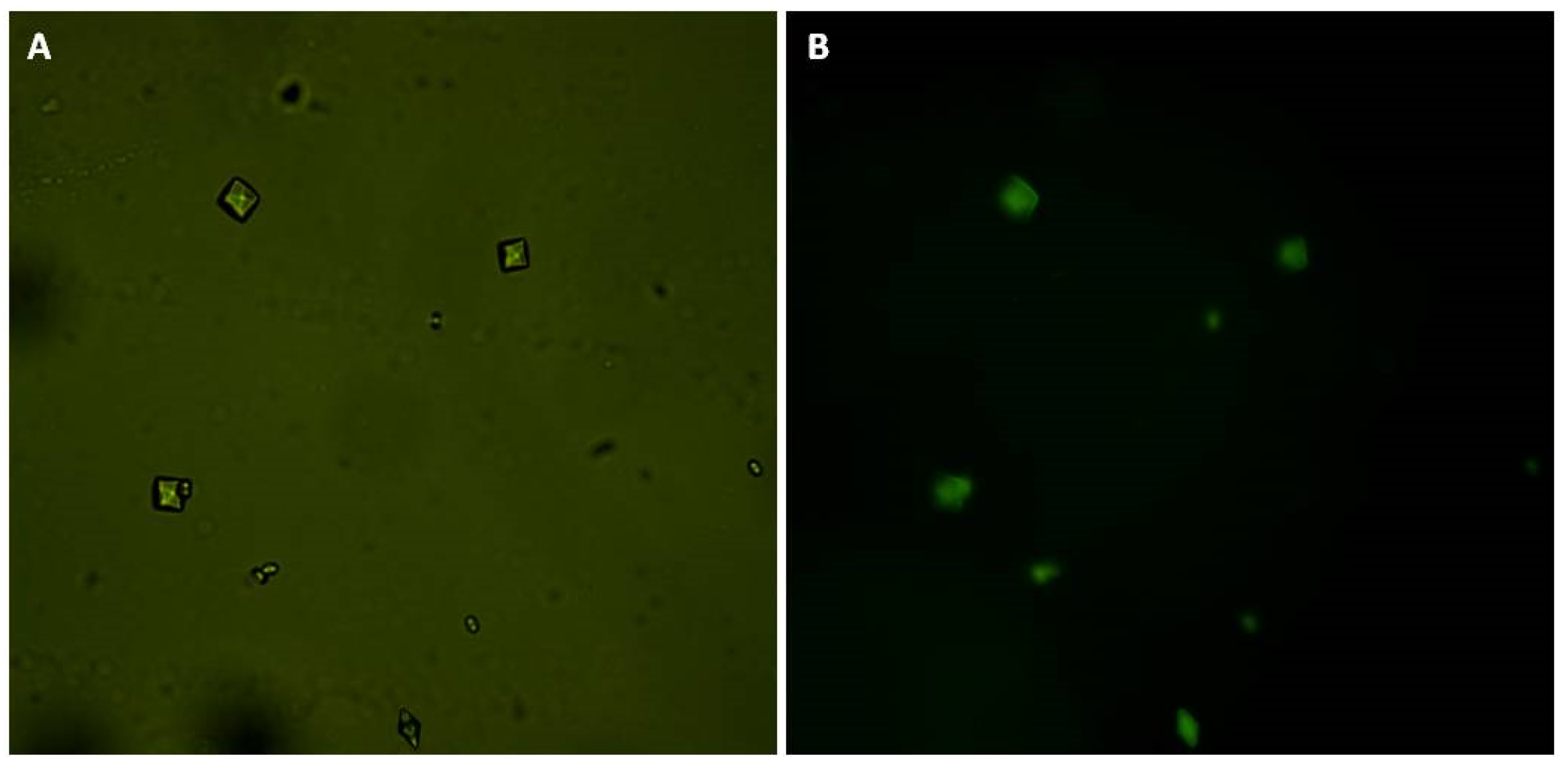 Molecules 25 02055 g005 Molecules 25 02055 g005