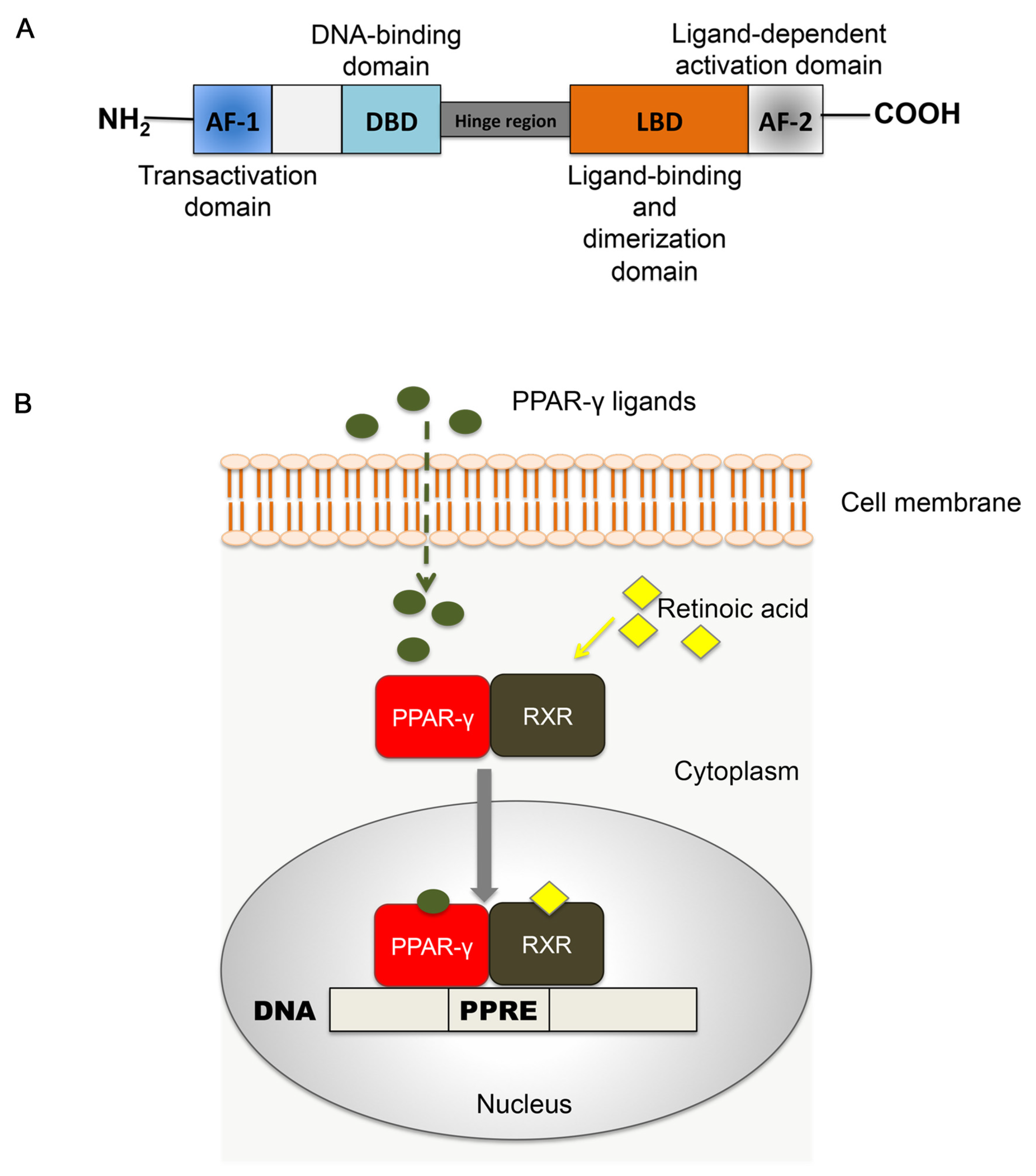 Molecules 25 02076 g001