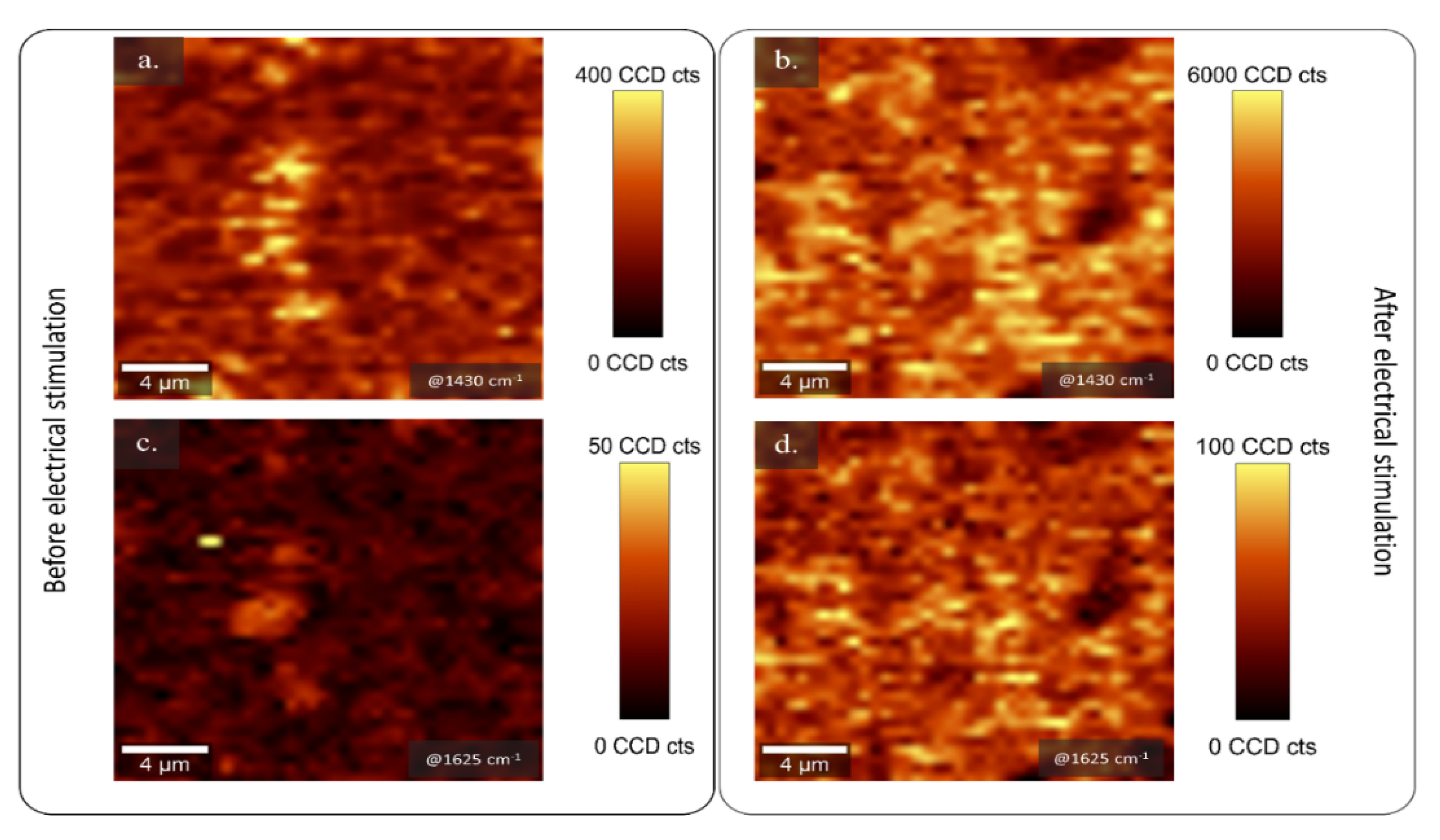 Molecules 25 02139 g003