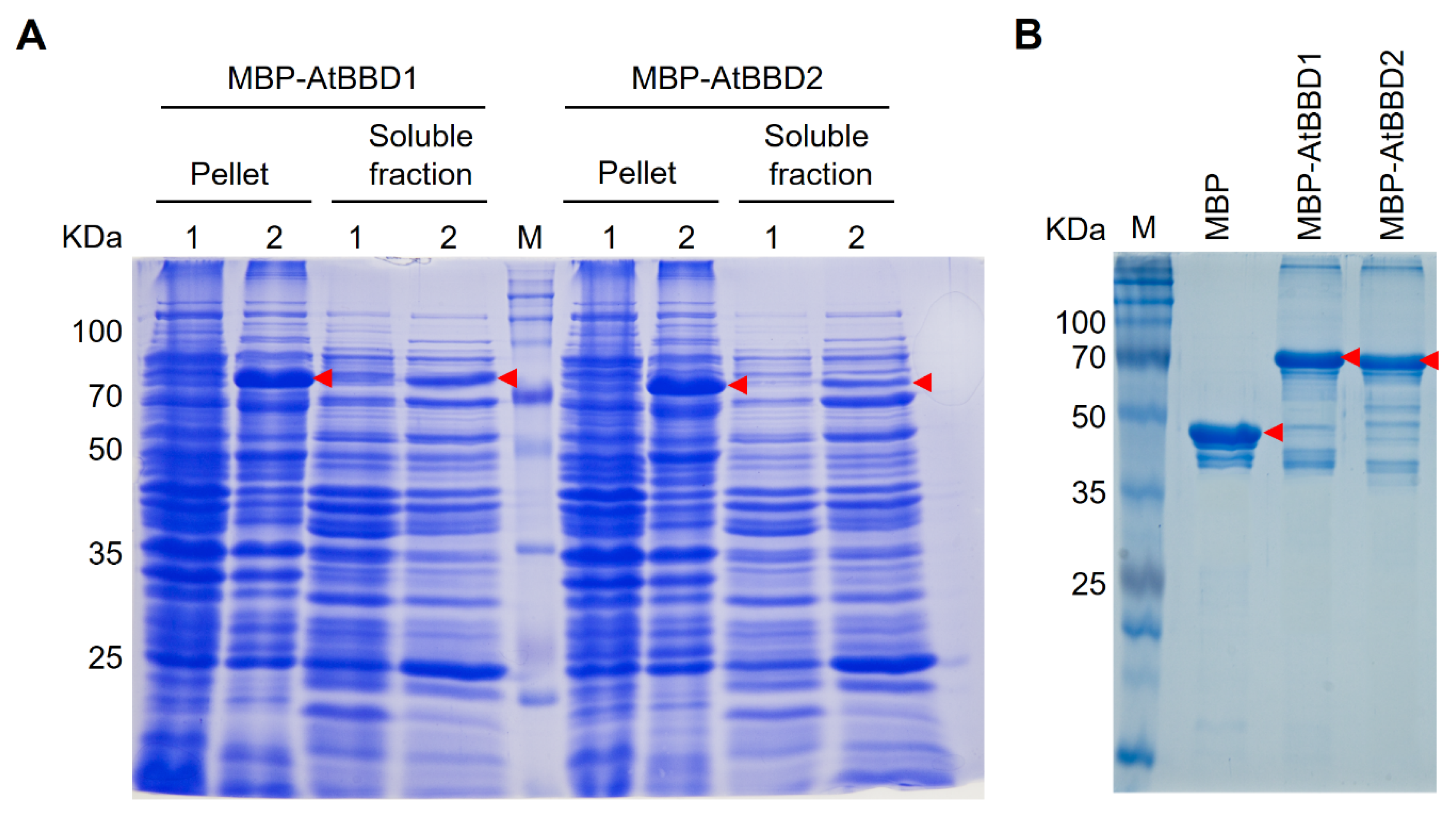 Molecules 25 02169 g003