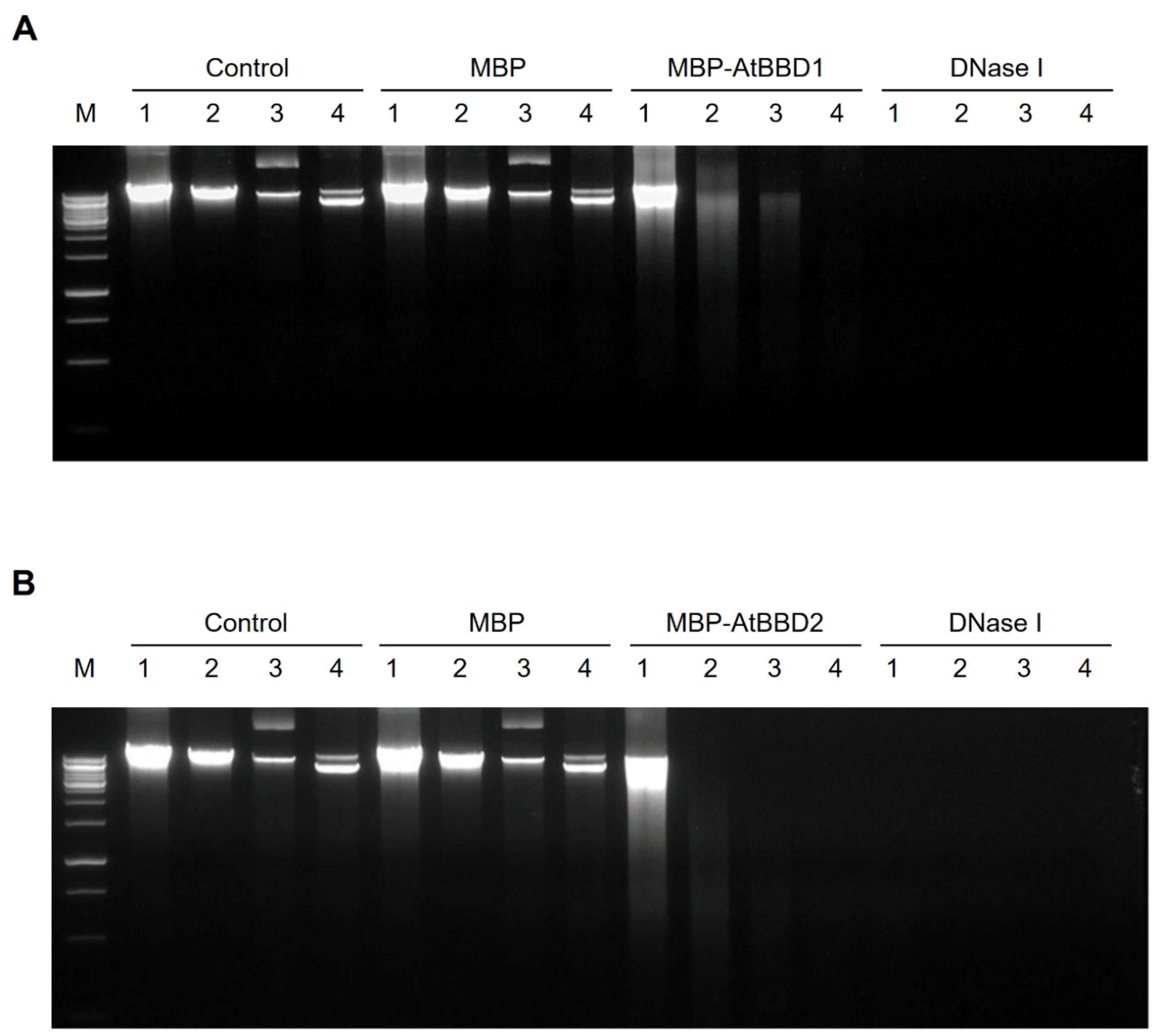 Molecules 25 02169 g004