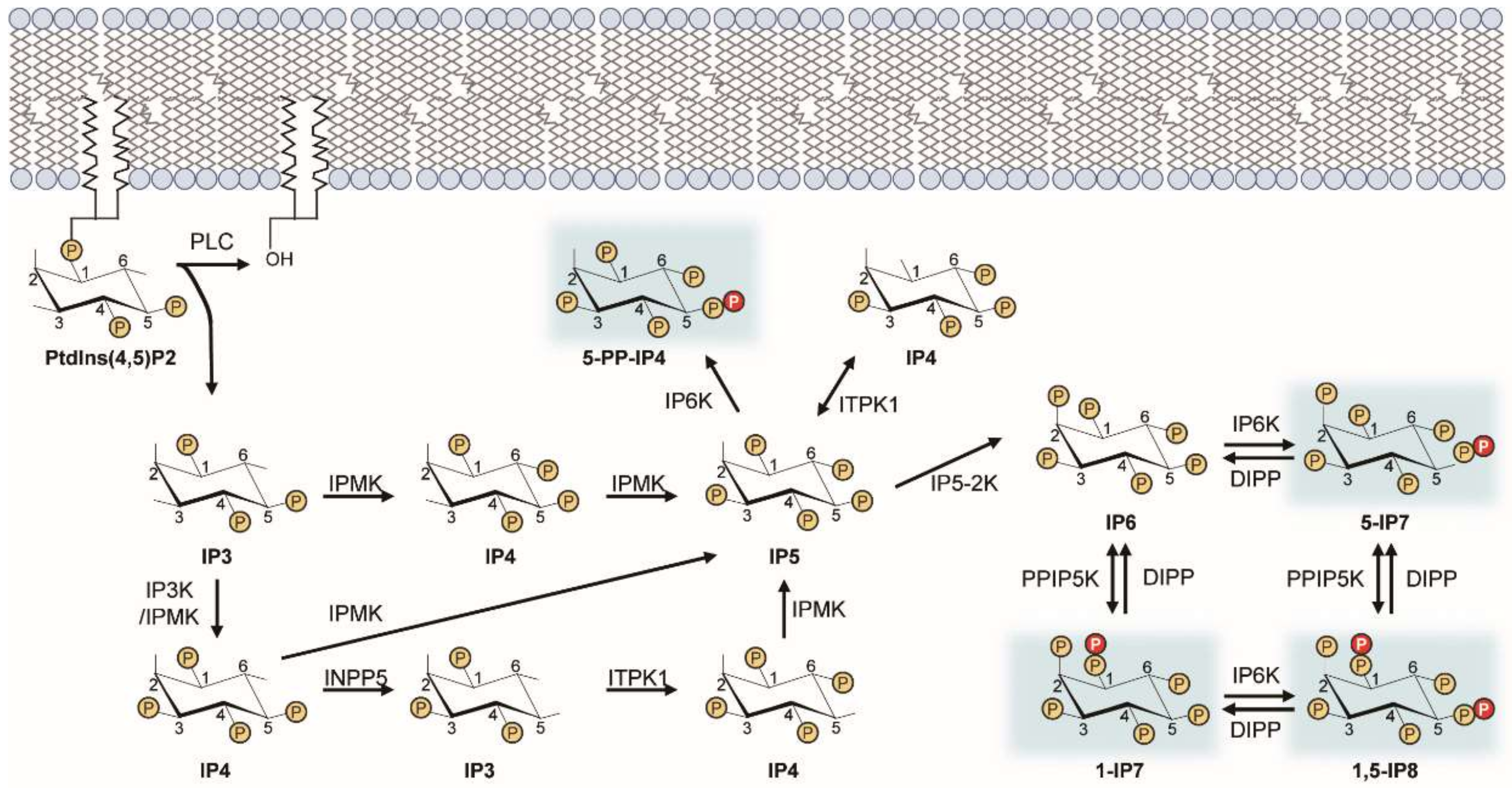 Molecules 25 02208 g001